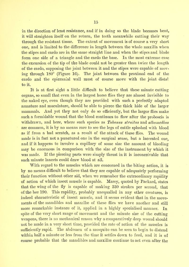 in the direction of least resistance, and if in doing so the blade becomes bent, it Avill straighten itself on the return, the teeth meanwhile cutting their way- through the resistant tissue. The extent of movement is of course a very short one, and is limited to the difference in length between the whole maxilla when the stipes and cardo are in the same straight line and when the stipes and blade form one side of a triangle and the cardo the base. In the most extreme case the excursion of the tip of the blade could not be greater than twice the length of the cardo, supposing the joint between it and the stipes were capable of mov- ing through 180° (Figure 16). The joint between the proximal end of the cardo and the epicranial wall must of course move with the joint distal to it. It is at first sight a little difficult to believe that these minute cutting organs, so small that even in the largest horse flies they are almost invisible to the naked eye, even though they are provided with such a perfectly adapted armature and muculature, should be able to pierce the thick hide of the larger mammals. And yet they not only do so efficiently, but the larger flies make such a formidable wound that the blood continues to flow after the proboscis is withdrawn, and here, where such species as Tabanus straitus and albamedius are common, it is by no means rare to see the legs of cattle splashed with blood as if from a bad scratch, as a result of the attack of these flies. The wound made is in fact not a punctured one in the surgical sense, but a lacerated one, and if it happens to involve a capillary of some size the amount of bleeding may be enormous in comparison with the size of the instrument by which it was made. If the piercing parts were simply thrust in it is inconceivable that such minute lancets could draw blood at all. With regard to the muscles which are concerned in the biting action, it is by no means difficult to believe that they are capable of adequately performing their function without other aid, when we remember the extraordinary rapidity of action of which insect muscle is capable. Marey, quoted by Packard, states that the wing of the fly is capable of making 330 strokes per second, that of the bee 190. This rapidity, probably unequalled in any other creatures, is indeed characteristic of insect muscle, and it seems evident that in the move- ments of the mandibles and maxillae of these flies we have another and still more remarkable instance of it, applied in a highly specialised manner. In spite of the very short range of movement and the minute size of the cutting weapons, there is no mechanical reason why a comparatively deep wound should not be made in a very short time, provided the rate of action of the muscles is sufficiently rapid. The abdomen of a mosquito can be seen to begin to distend within half a minute or less from the time it settles down to feed, and it is of course probable that the mandibles and maxillae continue to act even after the