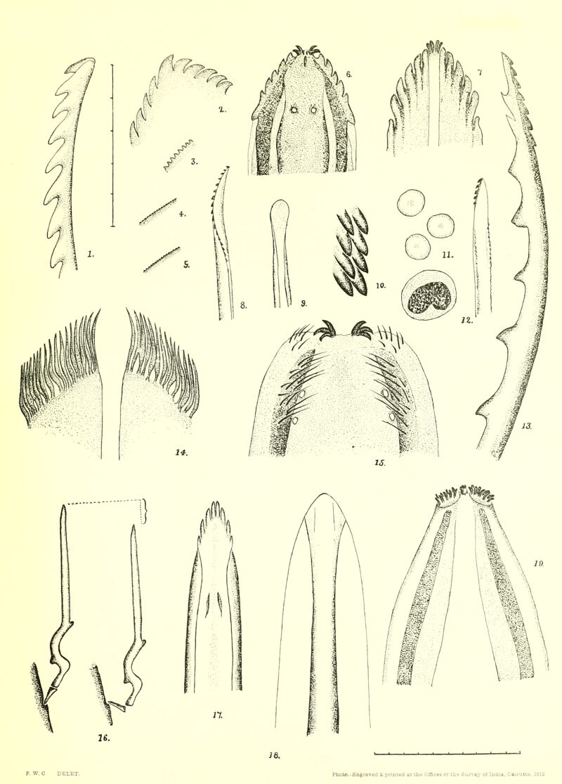 F. W. C DELET. Photo.-Engraved Sc printed at the Offices of the Survey of India, Calcutta, 1212