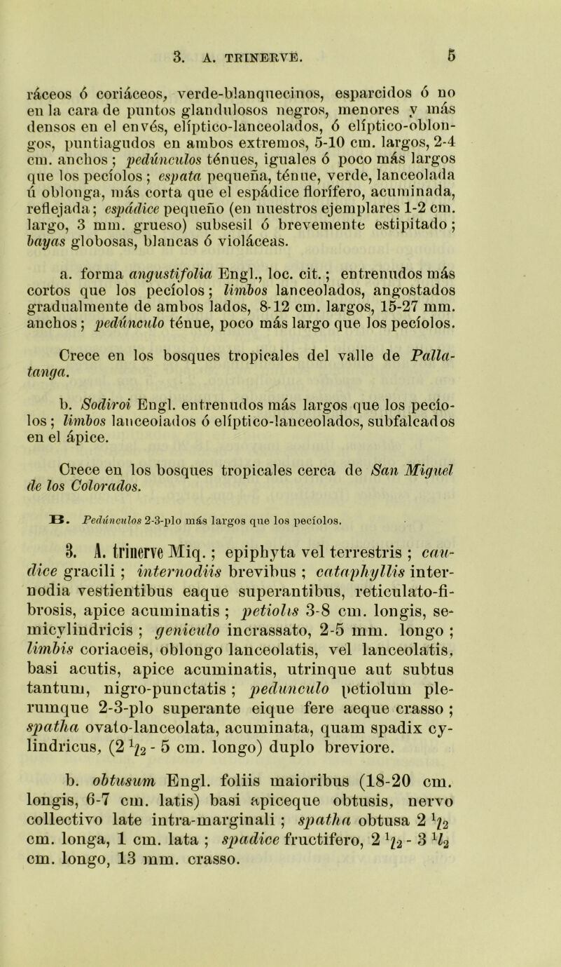 ráceos ó coriáceos, verde-blanquecinos, esparcidos ó no en la cara de puntos glandulosos negros, menores y más densos en el envés, elíptico-lanceolados, ó elíptico-oblon- gos, puntiagudos en ambos extremos, 5-10 cm. largos, 2-4 cm. anchos ; 'pedúnculos ténues, iguales ó poco más largos que los pecíolos ; esputa pequeña, ténue, verde, lanceolada ú oblonga, más corta que el espádice florífero, acuminada, reflejada; espádice pequeño (en nuestros ejemplares 1-2 cm. largo, 3 mm. grueso) subsesil ó brevemente estipitado; hayas globosas, blancas ó violáceas. a. forma angustifoUa Engl., loe. cit.; entrenudos más cortos que los pecíolos; limbos lanceolados, angostados gradualmente de ambos lados, 8-12 cm. largos, 15-27 mm. anchos; pedúnculo ténue, i3oco más largo que los pecíolos. Crece en los bosques tropicales del valle de Palla^ tanga. b. Sodiroi Engl. entrenudos más largos que los pecío- los ; limbos lanceolados ó elíptico-lanceolados, subfalcados en el ápice. Crece en los bosques tropicales cerca de San Miguel de los Colorados. B. Pedúnculos 2-3-plo más largos qne los pecíolos. 3. L trilierve Miq.; epiphyta vel terrestris ; can- dice gracili; internodiis brevibus ; cataphylMs inter- nodia vestientibus eaque superantibus, reticulato-fi- brosis, ápice aciiminatis ; petiolis 3-8 cm. Ion gis, se* micylindricis ; geniculo incrassato, 2-5 mm. longo ; limMs coriaceis, oblongo lanceolatis, vel lanceolatis, basi acutis, ápice acuminatis, utrinque aut subtus tantum, nigro-punctatis; pedúnculo petiolum pie* rumque 2-3-plo superante eique fere aeque crasso ; spatha ovato-lanceolata, acuminata, quam spadiix cy- lindricus, (2 - 5 cm. longo) duplo breviore. b. ohtusum Engl. foliis maioribus (18-20 cm. longis, 6-7 cm. latis) basi apiceque obtusis, ñervo collectivo late intra-marginali; spatha obtusa 2 cm. longa, 1 cm. lata ; spadice fructífero, 2 ^^2 ^ cm. longo, 13 mm. crasso.