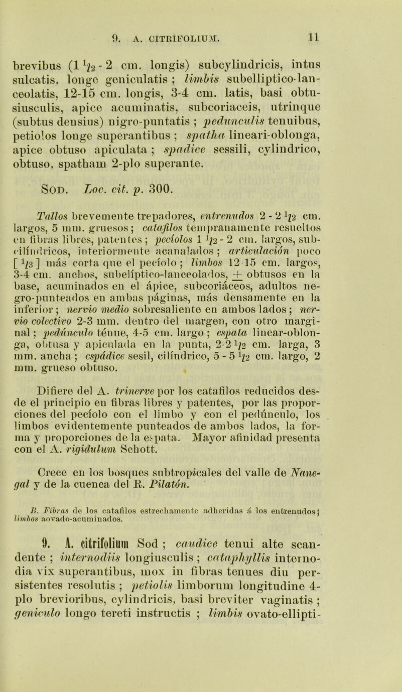 brevibus (1 - 2 ciu. Ion gis) subcylindricis, intus siilcatis, loiige geuiculatis ; limbis subelliptico laii- ceolatis, 12-15 cm. longis, 3-4 cm. latís, basi obtu- siiisculis, ápice aciimiiiatis, siibcoriaceis, utrinqiie (subtus deusins) iiigro-puntatis ; peduncuUs teiiuibiis, petiolos longe superan ti bus ; spatha lineari-oblou ga, ápice obtuso apiculata ; spadice sessili, cvlindrico, obtuso, spatbam 2-plo superante. SoD. Loe. eit. p. 300. TaZ/os brevemente trepadores, entrenudos 2-21/2 era. largos, 5 rara, gruesos; catafilos tempranamente resueltos (‘u fibras libres, patentes ; peciolos 11/2-2 cm. largos, sub- cilíndricos, interiormente acanalados ; articulación poco [ 1/3 ] más corta que el pecíolo; limlws 12 15 cm. largos, 3-4 cm. anchos, subelíptico-lanceolados, + obtusos en la base, acuminados en el ápice, subcoriáceos, adultos ne- gro-punteados en ambas páginas, más densamente en la inferior ; nervio medio sobresaliente en ambos lados ; ner- vio colectivo 2-3 mm. dentro del margen, con otro margi- nal ; pedúnculo tenue, 4-5 cm. largo ; espata linear-oblon- gíi, obtusa y apiculada en la punta, 2-2 I/2 cm. larga, 3 mm. ancha ; espádice sésil, cilindrico, 5-51/2 cm. largo, 2 mm. grueso obtuso. Difiere del A. trinerve por los catafilos reducidos des- de el principio en fibras libres y patentes, por las propor- ciones del pecíolo con el limbo y con el pedúnculo, los limbos evidentemente punteados de ambos lados, la for- ma y ])roporciones de la est)ata. Mayor afinidad presenta con el A. rigidulum Schott. Crece en los bosques subtropicales del valle de Nane^ gal y de la cuenca del E. Pilatón. B. Fibras de los catafilos estrechamente adheridas á los entrenudos; limbos aovado-acuminados. 9. A. citrifolium Sed ; candice tenui alte sean- dente ; internodiis longiusculis ; catajdiyllis interno- dia vix superantibus, luox in fibras tenues din per- sistentes resolutis ; petioUs liinborum longitudine 4- plo brevioribus, cylindricis, basi breviter vaginatis ; genicnlo longo tereti instructis ; limbis ovato-ellipti-