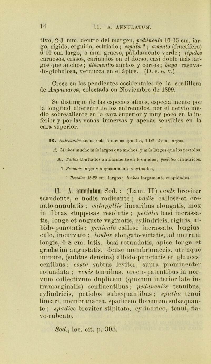 tivo, 2-3 mm. dentro del margen, mío 10-15 cm. lar- go, rígido, erguido, estriado ; espata % ; amento (fructífero) 6-10 cm. largo, 5 mm. grueso, pálidamente venle ; tépalos carnosos, crasos, carinados en el dorso, casi doble más lar- gos que anchos ; filamentos anchos y cortos ; haya trasova- do-globulosa, verduzca en el ápice. (D. s. e. v.) Orece en las pendientes occidentales de la cordillera de Angamarca^ colectada en ISToviembre de 1899. Se distingue de las especies afines, especialmente por la longitud diferente de los entrenudos, por el nervio me- dio sobresaliente en la cara superior y muy poco en la in- ferior y por las venas inmersas y apenas sensibles en la cara superior. B. Entrenudos todos más ó menos iguales, 11/2-2 cm. largos. A, Lhnhos mucho más largos que anchos, y más largos que los pecíolos, a. Tallos abultados auularmente en los nudos ; pecíolos cilindricos. 1 Peciolos larga y angostamente vaginados, * Pecíolos 15-25 cm. largos ; linihos largamente cuspidados. 11. A. annillatum Sod. ; (Lam. II) canle breviter scandente, e nodis radicante ; nodís callose-et cre- nato-aunulatis ; catapyllís linearibiis elougatis, mox iu fibras stupposas resoliitis ; petiolis basi incrassa- tis, longe et anguste vaginatis, eylindricis, rigidis, al- bido-punetatis ; geniculo callóse incrassato, longius- cnlo, incurvato ; Umfiis elongato-vittatis, ad nietruni longis, 6-8 cin. latis, basi rotundatis, ápice longe et gradatini angustatis, dense meinbranaceis. utrinque minute, (subtus densius) albido-punctatis et glauces centibiis ; costa subtus leviter, supra proniinentcr rotundata ; venis tenuibus, erecto-patentibus in ner- vuin collectivum duplieem (quorum interior late in- tramarginalis) confiuentibus ; peda acal is tenuibus, eylindricis, petiolos suba(|uantibus ; spatlia tenui lineari, membranácea, spadicem fiorentem subiequan- te ; spadicc breviter stipitato, cylindrico, tenui, tla- vo-rubente. iSod., loe. cit. p. 303,