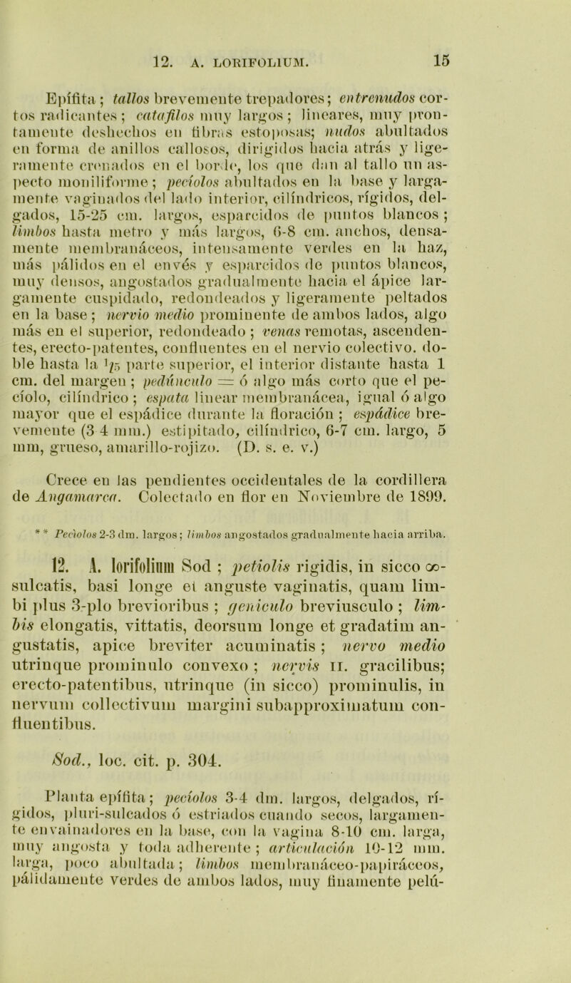 Epífita ; tallos brevemente trepadores; entreniidos cor- tos radicantes; catafilos niny largos; lineares, niny pron- tamente deshechos en fibras estoposas; nudos abultados en forma de anillos callosos, dirigidos hacia atrás y lige- ramente cnmados en el boiNh*, los que dan al tallo nn as- pecto moniliforme; peciolos a\)u\tixáos, en la base y larga- mente vaginados del lado interior, cilindricos, rígidos, del- gados, 15-25 cm. largos, esparcidos de [)untos blancos ; limbos hasta metro y más largos, fi-8 cm. anchos, densa- mente membranáceos, intensamente verdes en la haz, más pálidos en el envés y es])arcidos de puntos blancos, muy densos, angostados gradualmente hacia el ápice lar- gamente cuspidado, redondeados y ligeramente peltados en la base ; nervio medio prominente de ambos lados, algo más en el superior, redondeado ; remotas, ascenden- tes, erecto-i)atentes, confluentes en el nervio colectivo, do- ble hasta la 1/5 parte superior, el interior distante hasta 1 cm. del margen ; pedúnculo = ó algo más corto que el pe- cíolo, cilindrico; «sgaía linear membranácea, igual ó algo mayor que el espádice durante la floración ; es.pádice bre- vemente (3 4 mm.) estipitado, cilindrico, 6-7 cm. largo, 5 mm, grueso, amarillo-rojizo. (D. s. e. v.) Crece en las pendientes occidentales de la cordillera de Angamctrca. Colectado en flor en IS’oviembre de 1899. * * Peciolos 2-3 clin, largos; limhos angostados gradnalinente hacia arriba. 12. A. lorifolium Sod ; petioUs rigidis, in sicco oo- sulcatis, basi longe el angiiste vaginatis, quam lim- bi ])lus 3,-plo brevioribus ; geniculo breviusculo ; Urri' his elongatis, vittatis, deorsiim longe et gradatim an- giistatis, ápice breviter acuminatis ; ñervo medio utrinque proininulo convexo ; nervis ii. gracilibiis; erecto-patentibns, ntrinque (in sicco) proininiilis, in nerviini collectivum margini subapproxiinatiim con- finen tibns. iSod.y loe. cit. p. 304. Planta epífita; pecíolos 3-4 din. largos, delgados, rí- gidos, pluri-sulcados ó estriados cuando secos, largamen- te envainadores en la base, con la vagina 8-10 cm. larga, muy angosta y toda adlierente ; articulación 10-12 mm. larga, [loco aliultada; limbos menibranáceo-pa[)iráccos, pálidamente verdes de ambos lados, muy finamente pelii-