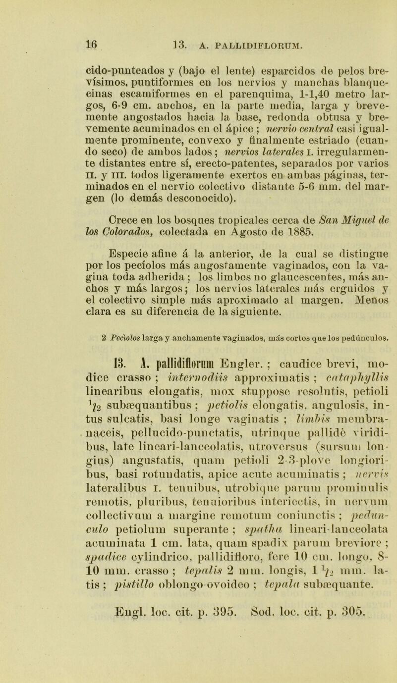 cido-pimteados y (bajo el lente) esparcidos de pelos bre- vísimos, pimtiformes en los nervios y manchas blanque- cinas escamiformes en el parenquima, 1-1,40 metro lar- gos, 6-9 cm. anchos^ en la parte media, larga y breve- mente angostados hacia la base, redonda obtusa y bre- vemente acuminados en el ápice ; nervio central casi igual- mente prominente, convexo y finalmente estriado (cuan- do seco) de ambos lados ; nervios laterales i. irregularmen- te distantes entre sí, erecto-patentes, separados por varios II. y III. todos ligeramente exertos en ambas páginas, ter- minados en el nervio colectivo distante 5-6 mm. del mar- gen (lo demás desconocido). Orece en los bosques tropicales cerca de San Miguel de los Colorados, colectada en Agosto de 1885. Especie afine á la anterior, de la cual se distingue por los pecíolos más angostamente vaginados, con la va- gina toda adherida ; los limbos no glaucescentes, más an- chos y más largos; los nervios laterales más erguidos y el colectivo simple más aproximado al margen. Menos clara es su diferencia de la siguiente. 2 Peciolos larga y anchamente vaginados, más cortos que los pedúnculos. 13. A. pallidiiloriim Engler. ; caudice brevi, mo- dice crasso ; internodiis approximatis ; catapJiyllis linearibus elougatis, mox stuppose resolutis, petioli ^¡2 subseqiiantibus ; elougatis, augulosis, in- tus sulcatis, basi longe vagiuatis ; Umhis luembra- naceis, pellucido-piinctatis, utrinque pallidé viridi- bus, late lineari-laiiceolatis, utroversus (sursiiin lon- gius) angustatis, quam petioli 2-3-plove lougiori- bus, basi rotuudatis, ápice acute acuiniiiatis ; ucrvis lateralibus i. tenuibus, utrobique parum proiuiimlis reinotis, pluribus, temiioribus interiectis, iii iiervum collectivuiu a margine remotuin coniiinctis ; pedún- culo petiolum superante ; spatlia lineari-lauceolata acmninata 1 cm. lata, quam spadix parum breviore ; spadice cylindrico, pallidiñoro, fere 10 cm. bnigo, 8- 10 mm. crasso ; tepalis 2 mm. longis, 1^/2 mm. la- tis ; j)istillo oblongo-ovoideo ; tepala submqiiante. Eugl. loe. cit. p. 395. Sod. loe. cit. p. 305,