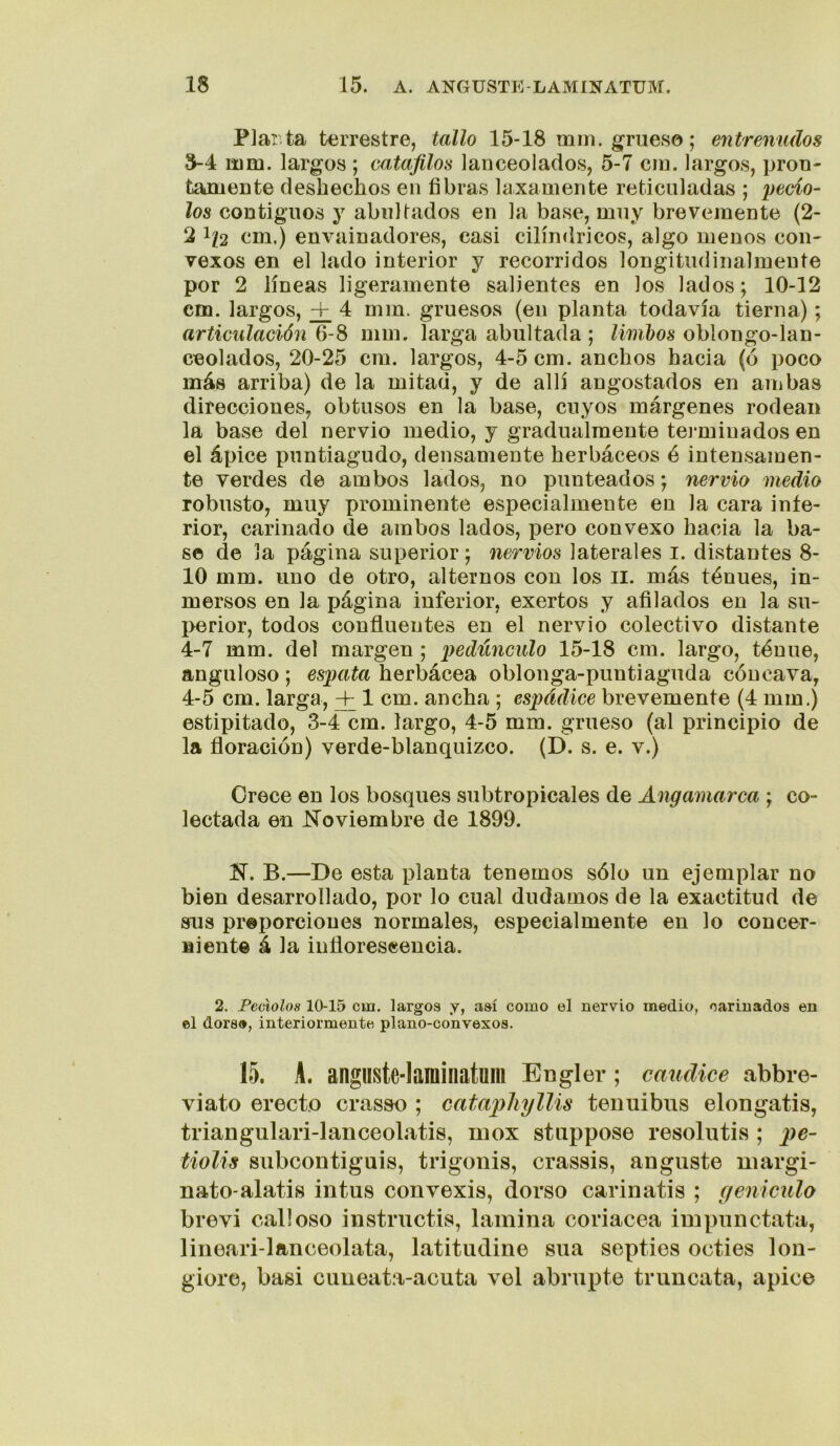 Plar ta terrestre, tallo 15-18 mni. grueso; entrenados 3- 4 lum. largos ; catafilos lanceolados, 5-7 ciu. largos, pron- tamente deshechos en fibras laxamente reticuladas ; i)ecio- los contiguos y abultados en la base, muy brevemente (2- 2 ^i2 cm.) envainadores, casi cilindricos, algo menos con- vexos en el lado interior y recorridos longitudinalmente por 2 líneas ligeramente salientes en los lados; 10-12 cm. largos, ^4 mm. gruesos (en planta todavía tierna); articulación 6-8 mm. larga abultada ; linihos oblongo-lan- ceolados, 20-25 cm. largos, 4-5 cm. anchos hacia (<S poco más arriba) de la mitad, y de allí angostados en ambas direcciones, obtusos en la base, cuyos márgenes rodean la base del nervio medio, y gradualmente teiminados en el ápice puntiagudo, densamente herbáceos é intensamen- te verdes de ambos lados, no punteados; nervio medio robusto, muy prominente especialmente en la cara infe- rior, carinado de ambos lados, pero convexo hacia la ba- se de la página superior ; nervios laterales i. distantes 8- 10 mm. uno de otro, alternos con los ii. más ténues, in- mersos en la página inferior, exertos y afilados en la su- perior, todos confiuentes en el nervio colectivo distante 4- 7 mm. del margen ; pedúnculo 15-18 cm. largo, ténue, anguloso; espata herbácea oblonga-puntiaguda cóncava, 4-5 cm. larga, + 1 cm. ancha ; espádice brevemente (4 mm.) estipitado, 3-4 cm. largo, 4-5 mm. grueso (al principio de la floración) verde-blanquizco. (D. s. e. v.) Crece en los bosques subtropicales de Angamarca ; co- lectada en noviembre de 1899. n. B.—De esta planta tenemos sólo un ejemplar no bien desarrollado, por lo cual dudamos de la exactitud de sus preporcioues normales, especialmente en lo concer- niente á la inflorescencia. 2. Peciolos 10-15 cm. largos y, así como el nervio medio, carinados en el dorso, interiormente plano-convexos. 15. A. anguste-larainatmil Engler; caudice abbre- viato erecto crasso ; catapliylUs tenuibus elongatis, triangulari-lanceolatis, mox stuppose resolutis ; pe- tiolis subcontiguis, trigonis, crassis, anguste uiargi- nato-alatis intus convexis, dorso carinatis ; cfeniculo brevi calloso instructis, lamina coriácea impunctata, lineari-lanceolata, latitiidine sua septies octies lon- giore, basi cuueata-acuta vel abrupte trun cata, ápice