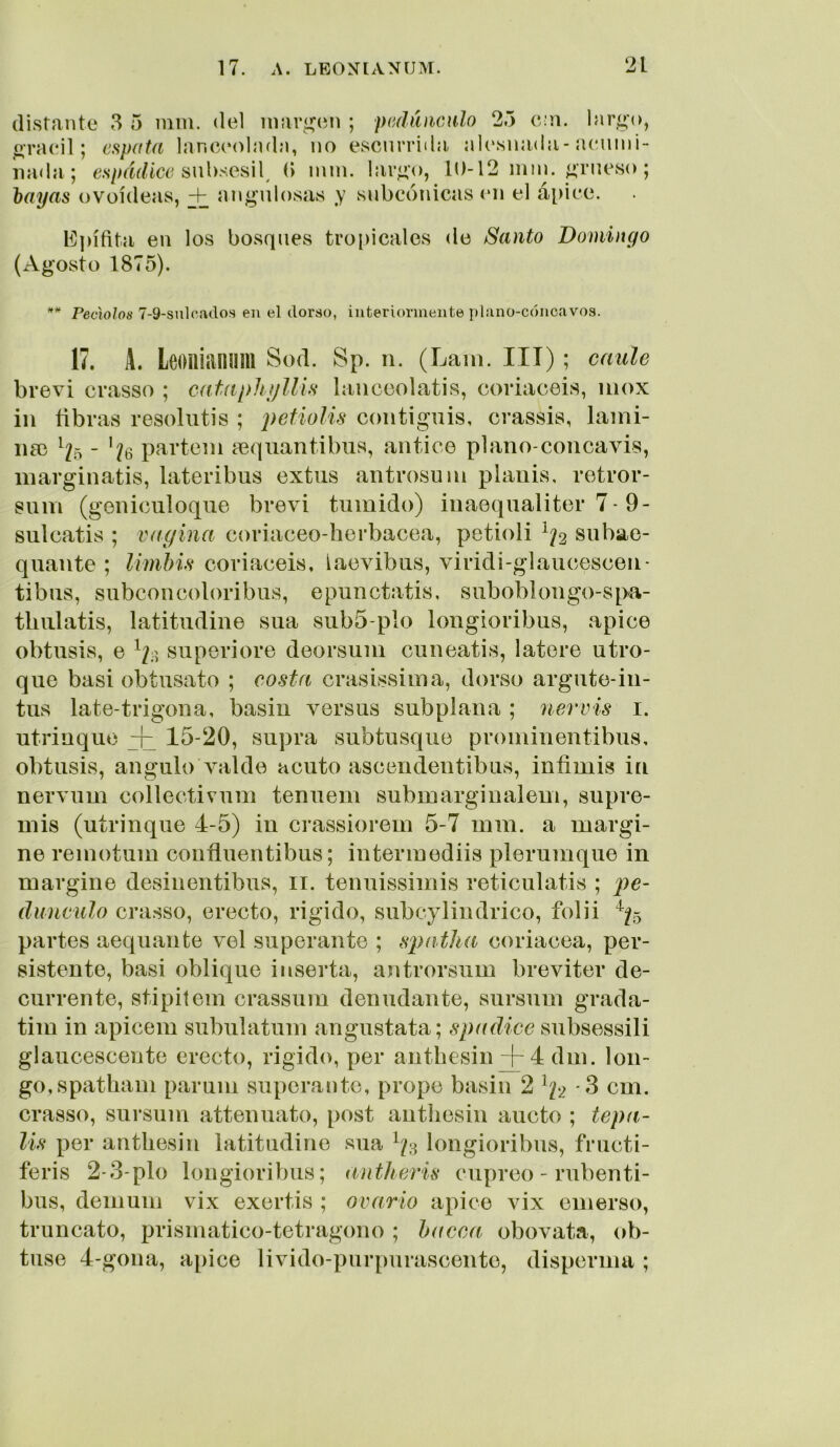 (listante 3 5 min. del inaríj^en ; padihiculo 25 c:n. larí^o, oraeil; espata lan(í(‘olndn, no escurrida alesnada-a(aiini- iiada; espádice (> inin. lar^o, 10-12 mni. í^rneso ; hayas ovoideas, + angulosas y subcauiicas (ui el á[)iee. E])ífit.a en los bosques troiiicales de Santo Domingo (Agosto 1875). Peciolos 7-9-sul(*ados en el dorso, interiormente plano-cóncavos. 17. A. leoniammi Sod. Sp. n. (Lam. ITT) ; caule brevi crasso ; catapliijllis laiicoolatis, coriaceis, mox iii ñbras resoliitis ; petiolis coiitigiiis, crassis, lami- na) partem aequantibiis, antice plano-concavis, inarginatis, lateribus extus antrosuin piauis, retror- suin (goniculoqiie brevi túmido) inaequaliter 7- 9- sulcatis ; vagina coriaceo-lierbacea, petioli siibae- quante ; limim coriaceis, iaevibus, viridi-glaiicescen- tibus, subconcoloribus, epunctatis, suboblongo-s[>a- tliiilatis, latitiidine siia sub5-plo longioribus, ápice obtusis, e superiore deorsum ciineatis, latere utro- que basi obtusato ; costa crasissima, dorso argute-in- tus late-trigona, basiu versus subplana ; nervis i. utrinque 1^-20, supra subtusque prominentibus, obtusis, ángulo Acalde acuto ascendentibus, infimis in nervum collectivum tenuem submarginalem, supre- mis (utrinque 4-5) in crassiorem 5-7 mm. a margi- ne remotum coufluentibus; intermediis plerumque in margine desinentibus, ii. tenuissimis reticulatis ; dunculo crasso, erecto, rigido, subcylindrico, folii ^^^5 partes aequante vel superante ; spatha coriácea, per- sistente, basi oblique inserta, antrorsiim breviter de- currente, stipitem crassum denudante, sursum grada- tim in apicem subulatum angustata; spadice subsessili glaucesceute erecto, rigido, per antbesin + 4 dm. lon- go, spatliam paruin superante, prope basiu 2 ^¡2 ^ cm. crasso, sursum attenuato, post antbesin aucto ; tepa- lis per antbesin latitudine sua longioribus, fructi- feris 2-3'pío longioribus; antheris cupreo - rubenti- bus, demum vix exertis ; ovario ápice vix emerso, trúncate, prismatico-tetragono ; hacca obovata, ob- tuso 4-gona, ápice livido-purpurascente, disperma ;