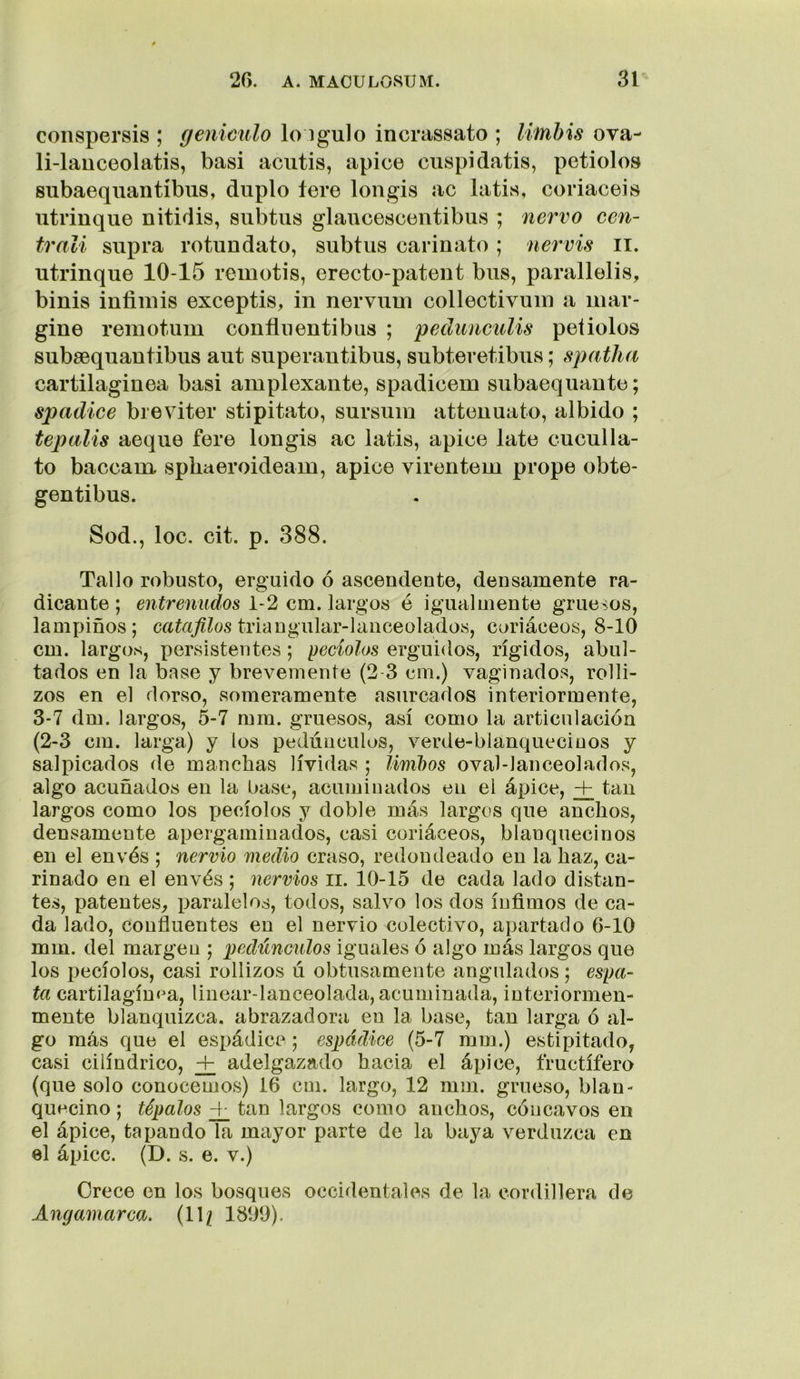 coiispersis ; geniculo lo igulo incrassato ; lilnbis ova- li-lauceolatis, basi aciitis, ápice cuspidatis, petiolos subaequantíbns, duplo tere Ion gis ac latis, coriaceis ntrinque nitidis, siibtus glaucescentibus ; ñervo ccn- trali siipra rotundato, subtiis carinato ; nervis ii. utrinque 10-15 remotis, erecto-patent bus, parallelis, binis infiiuis exceptis, in nervum collectivuiii a mar- gine reinotum confluentibus ; pedunculis peiiolos subsequautibus aut superantibus, subteretibus; spatha cartilaginea basi amplexante, spadicem subaequante; spadice breviter stipitato, sursuin attenuato, albido ; tepalis aeque fere longis ac latis, ápice late cuculla- to baccam. spbaeroideam, ápice virentem prope obte- gentibus. Sod., loe. cit. p. 388. Tallo robusto, erguido ó ascendente, densamente ra- dicante ; entrenudos 1-2 cm. largos é igualmente gruesos, lampiños; triangular-lanceolados, coriáceos, 8-10 cm. largos, persistentes; peciolos erguidos, rígidos, abul- tados en la base y brevemente (2-3 cm.) vaginados, rolli- zos en el dorso, someramente asurcados interiormente, 3-7 dm. largos, 5-7 mm. gruesos, así como la articulación (2-3 cm. larga) y los pedúnculos, verde-blanqueciuos y salpicados de manchas lívidas ; íimlws oval-lanceolados, algo acuñados en la base, acuminados en ei ápice, + tan largos como los pecíolos y doble más largos que anchos, densamente apergaminados, casi coriáceos, blanquecinos en el envés ; nervio medio craso, redondeado en la haz, ca- rinado en el envés ; nervios ii. 10-15 de cada lado distan- tes, patentes^ paralelos, todos, salvo los dos ínfimos de ca- da lado, confluentes en el nervio colectivo, apartado 6-10 mm. del margen ; pedúnculos iguales ó algo más largos que los pecíolos, casi rollizos ú obtusamente angulados; espa- ta cartilagín<^a, linear-lanceolada, acuminada, interiormen- mente blanquizca, abrazadora en la base, tan larga ó al- go más que el espádice ; espádice (5-7 mm.) estipitado, casi cilindrico, + adelgazado hacia el ápice, fructífero (que solo conocemos) 16 cm. largo, 12 mm. grueso, blan- quecino ; tépalos _+ tan largos como anchos, cóncavos en el ápice, tapando la mayor parte de la baya verduzca en el ápice. (D. s. e. v.) Crece en los bosques occidentales de la cordillera de Ang amarca. (11; 1899).