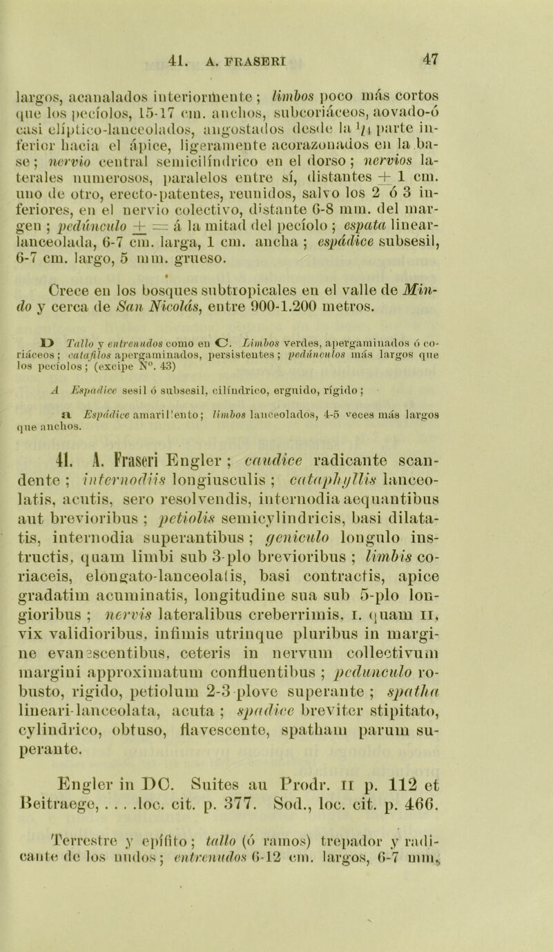 largos, acanalados interiorícente; limbos ])oco más cortos (ine los pecíolos, 15-17 cin. anchos, siibcoriáceos, aovado-6 casi elíptico-lanceolados, angostados desde la parte in- terior hacia el ápice, ligeramente acorazonados en la ba- se; nervio central semicilíndrico en el dorso; nervios la- terales numerosos, paralelos entre sí, distantes -f 1 cm. uno de otro, erecto-patentes, reunidos, salvo los 2 ó 3 in- feriores, en el nervio colectivo, distante G-8 mm. del mar- gen ; imlúnculo + = á la mitad del pecíolo ; espata linear- lanceolada, 6-7 cm. larga, 1 cm. ancha ; espádice subsesil, 6-7 cm. largo, 5 mm. grueso. t Crece en los bosques subtropicales en el valle de Mm- do y cerca de San Nicolás^ entre 000-1.200 metros. O Tallo y entrenados como eu O. Limhos verdes, apergaminados ó co- riáceos ; caíanlos apergaminados, persistentes; pedúnculos más largos qne los pecíolos; (excipe 43) A Espádice sésil ó subsesil, cilindrico, erguido, rígido; a. Espádice amarillento; /ím&os lanceolados, 4-5 veces más largos qne anchos. 41. A. Fraseri Engler ; ccmdice radicante scan- dente ; infernodiis longiusculis ; catapliijllis lanceo- latis, acutis, sero resolvendis, internodia aequantibus aut brevioribus ; petiolis semicylindricis, basi dilata- tis, internodia s aperan tibus ; geniculo Ion guio ins- tructiS;, quam limbi sub 3-pío brevioribus ; limhis co- riaceis, elongato-lanceolaíis, basi contractis, ápice gradatim acnininatis, longitudine sua sub 5-plo lon- gioribus ; nevvis lateralibus creberrimis, i. (luam ii, vix validioribus, infimis atrinque pluribus in margi- ne evansscentibus, ceteris in nervum collectivum inargini approxiiuatum confluentibus ; pedúnculo ro- busto, rigido, petiolum 2-3 plove superante ; spatlia liueari-lanceolata, acuta ; spadice breviter stipitato, cylindrico, obtuso, ñavescente, spathain parum su- perante. Engler in DO. Suites au Prodr. li p. 112 et Heitraege, . . . .loe. cit. p. 377. Sod., loe. cit. p. 466. Terrestre y einfito; tallo (ó ramos) trepador y radi- cante de los nudos; entrenndos cm. largos, 6-7 mm^