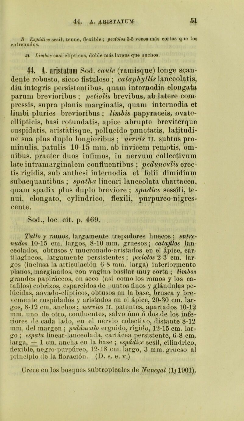 B Espddioe sésil, teuue, flexible; peciolos 3-5 veces míís cortos (¿ue los en trémulos. IV Limbos casi elípticos, doble más largos que anchos. 44. A. aristatlim Sod. caule (rauiisque) longe sean- dente robusto, sicco fistuloso ; cataphyllis lanceolatis, diu integris persistentibus, quani internodia elongata parum brevioribus ; petiolis brevibus, ab latere com* pressis, supra plañís marginatis, quam internodia et limbi pluries brevioribus ; limbis papyraceis, ovato- ellipticis, basi rotundatis, ápice abrupte breviterqiie cuspidatis, aristátisque, pellucido-punctatis, latitudi- ne sua plus duplo longioribus ; nervis ii. subtus pro- minulis, patulis 10-15 mm. ab invicem remotis, óm- nibus, praeter dúos infimos, in neryum collectivum late intramarginalem confluentibus ; pedimculis ere.C’ tis rigidis, sub anthesi internodia et folii dimidium subaequantibus ; spatha lineari-lanceolata chartacea, (][uam spadix plus duplo breviore ; spadiee sessili, te- nui, elongato, cyliudrico, fiexili, purpureo-nigres- cente. Sod., loe. cit. p. 469. Tallo y ramos, largamente trepadores huecos ; entre-^ mulos 10-15 cm. largos, 8-10 mm. gruesos; catafllos lan- ceolados, obtusos y mucronado-aristados en el ápice, car- tilagíneos, largamente persistentes; peciolos 2-^ cm. lar- gos (inclusa la articulación 6-8 mm. larga) interiormente planos, marginados, con vagina basilar muy corta ; limbos grandes papiráceos, en seco (así como los ramos y los ca- tadlos) cobrizos, esparcidos de [)untos finos y glándulas pe- lúcidas, aovado-elípticos, obtusos en la base, brusca y bre- vemente cuspidados y aristados en el ápice, 20-30 cm. lar- gos, 8-12 cm. anchos ; nervios ii. patentes, apartados 10-12 mm. uno de otro, confiueutes, salvo úno ó dos de los infe- riores de cada lado, en el nervio colectivo, distante 8-12 mm. del margen ; pedúnculo erguido, rígido, 12-15 cm. lar- go ; esputa linear-lanceolada, cartácea persistente, 6-8 cm. larga, 1 cm. ancha en la base ; espádice sésil, cilindrico, rtexible, negro-purpúreo, 12-18 cm. largo, 3 mm. grueso al principio de la fioracióu. (D. s. e. v.) Crece en los bosques subtropicales de Nanegal (1/1901).