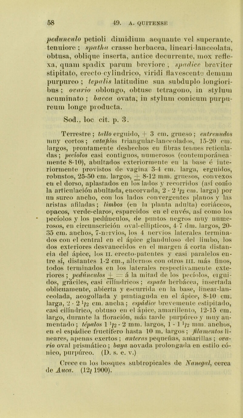 pedúnculo petioli diuiidium aequaute vel superante, tenuiore ; spatlui erasse herbácea, lineari-lanceolata, obtusa, oblique inserta, antice decurren te, inox refle- xa, quani spadix parum breviore ; spfulice breviter stipitato, erecto cylindrico, viridi ñavescente demuin purpureo ; tepídis latitudine sua subduplo longiori- bus ; ovario oblongo, obtuse tetrágono, in styluui acuminato ; hueca ovata, in stylum conicum purpu- ren ni longe producta. Sod., loe cit. p. 3. Terrestre ; Udlo erguido, + 3 cin. grueso ; entrenudos muy cortos; catafilos triaugular-laDceolados, 15-20 cm. largos, ])routameute deshechos eii libras tenues reticula- das; peciolos casi contiguos, numerosos (contemporánea- mente 8-10), abultados exteriorinente en la base é inte- riormente provistos de vagina 3-4 cm. larga, erguidos, robustos, 25-50 cm. largos, 8-12 mm. gruesos, convexos en el dorso, aplastados en los lados y recorridos (así como la articulación abultada, encorvada, 2-21/2 cm. larga) por un surco ancho, con los lados convergentes planos y las aristas afiladas; limbos (en la planta adulta) coriáceos, opacos, verde-claros, esparcidos en el envés, así como los ])ecíolos y los pedúnculos, de puntos negros muy nume- rosos, en circunscrición oval-ellipticos, 4-7 dm. largos, 20- 35 cm* anchos, 7-uervios, los 4 nervios laterales termina- dos con el central en el ápice glanduloso del limbo, los dos exteriores desvanecidos eu el margen á corta distan- cia del ápice, los ii. erecto-patentes y casi i)aralelos en- tre sí, distantes 1-2 cm., alternos con otros iii. más finos, todos terminados en los laterales respectivamente exte- riores ; pedúnculos _{^ = á la mitad de los pecíolos, ergui- dos, gráciles, casi cilindricos; «.sge.te herbácea, insertada oblicuamente, abierta y escurrida en la base, linear-lan- ceolada, acogollada y [)untiaguda en el á[)ice, 8-10 cm. larga, 2 ■ 21/2 em, ancha; espádice brevemente estipitado, casi cilindrico, obtuso eu el ápice, amarillento, 12-15 cm. largo, durante la fioración, más tai’de purpúreo y muy au- mentado ; tépalos 1 '/2 - 2 mm. largos, 1 -1 I/2 mm. anchos, en el espádice tVuctííéro hasta 10 m. largos; filamentos li- luíares, apenas exertos ; «atmí.s pequeilas, amarillas; ova- rio oval i)rismático; baya aovada prolongada en estilo có- nico, purpúreo. (D. s. e. v.) Crece eu los bosques subtropicales de Nanegafi cerca de Auca. (12/ 1900).