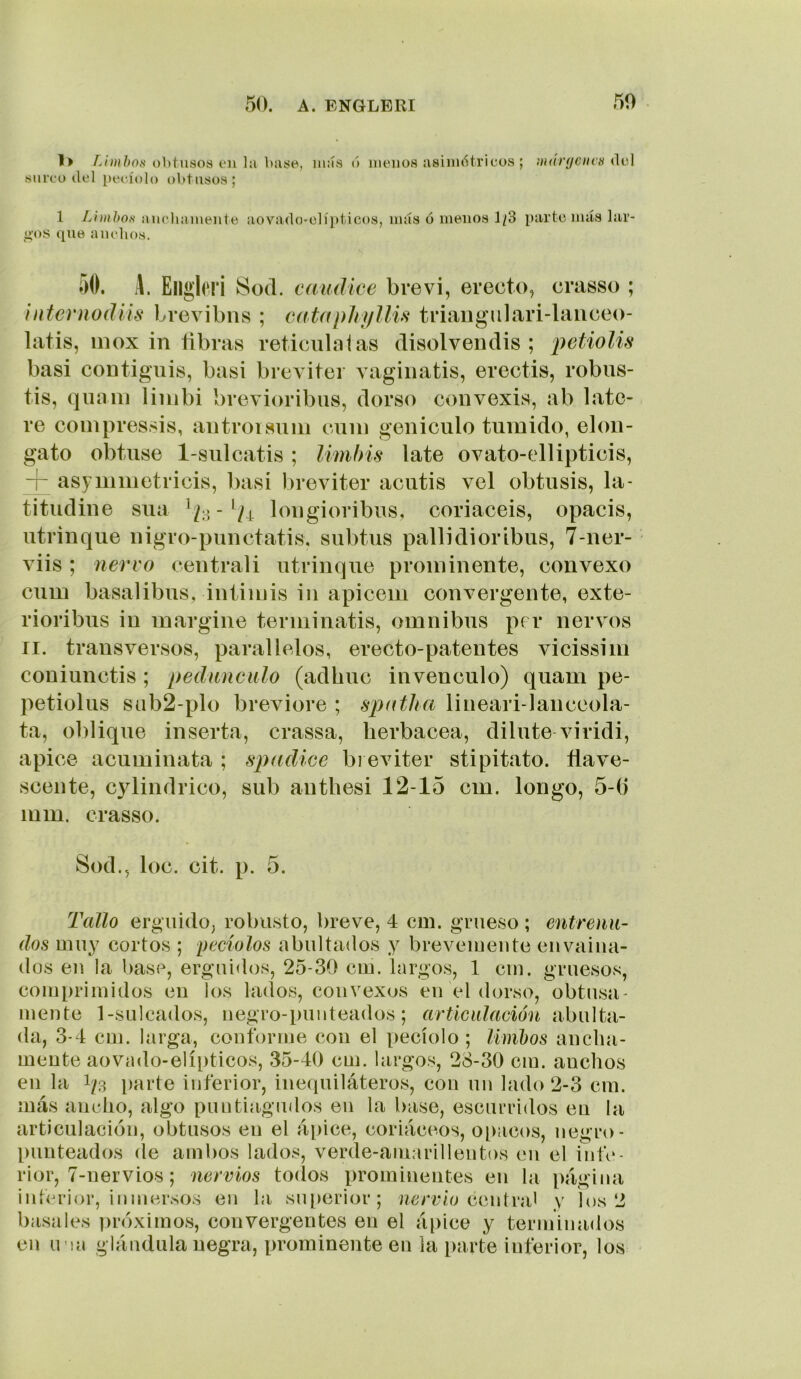 l> obtusos ou ];i base, ui:ís () lueiios asiiiuStricos ; mdryciics ([c\ surco del pecíolo obtusos; 1 Limbos aucliameute aovado-olípticos, más ó menos 1/3 parto más lar- ü,'os que anchos. 50. A. Ellgleri Sod. eamUce brevi, erecto, crasso ; intcnwdih^ Lrevibns ; catapJitfllú triaugiilari-lanceo- latis, inox in ñbras reticiilaias disolvendis ; petioUs basi coDtiguis, basi brevitei vagiiiatis, erectis, robus- tis, qiiam liiiibi brevioribus, dorso coiivexis, ab late- re compressis, autroisuiii cuín geuiciilo túmido, eloii- gato obtuse 1-sulcatis ; limhis late ovato-ellipticis, -p asyiiimetricis, basi breviter acutis vel obtusis, la- titudiue sua loiigioribus, coriaceis, opacis, atrinque nigro-punctatis. subtus pallidioribus, 7-uer- viis ; ñervo centrali utrinque prominente, convexo cum basalibus, intimis in apicem convergente, exte- rioribus in margine terminatis, ómnibus per ñervos II. transversos, parallelos, erecto-patentes vicissim coniunctis ; pedúnculo (adhuc invenculo) quam pe- petiolus sub2-plo breviore ; spotha lineari-lanccola- ta, oblique inserta, crassa, herbácea, dilate viridi, ápice acuminata ; spadice breviter stipitato. flave- scente, cylindrico, sub antbesi 12-15 cm. longo, 5-(i mm. crasso. Sod., loe. cit. p. 5. Tallo erguido, robusto, breve, 4 cm. grueso ; entrenu- dos muy cortos ; peciolos abultados y brevemente envaina- dos en la base, erguidos, 25-30 cm. largos, 1 cin. gruesos, comprimidos en los huios, convexos en el dorso, obtusa- mente 1-sulcados, negro-punteados; articulación nX)w\tn- da, 3-4 cm. larga, conforme con el pecíolo ; limbos ancha- mente aovado-elípticos, 35-40 cm. largos, 28-30 cm. anchos en la i/3 parte inferior, inequiláteros, con un lado 2-3 cm. más ancho, algo puntiagudos en la base, escurridos en la articulación, obtusos en el ápice, coriáceos, opacos, negro- punteados de ambos lados, verde-amarillentos cu el iiifc- rior, 7-nervios; nervios todos prominentes en la página interior, inmersos en la su[)erior; acno'o centra^ y los 2 básales ])róximos, convergentes en el ápice y terminados en u'ia glándula negra, prominente en la parte inferior, los