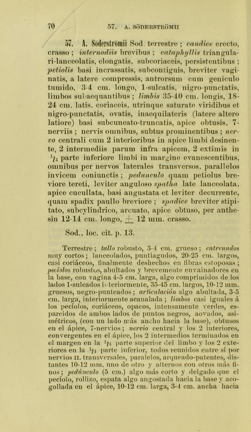 57. A. Soderstroillii Sod. terrestre ; caiidice erecto, crasso ; internodiis brevibus ; cataphyllis triangula- ri-lanceolatis, elongatis, subcoriaceis, persistentibus ; petiolis basi incrassatis, snbconlignis, breviter vagi- natis, a latere compressis, antrorsum cum geniculo tiimido, 3-4 cm. longo, 1-sulcatis, nigro-punctatis, limbos subaequantibus ; limbis 35-40 cm. Ion gis, 18- 24 cm. latis, coriaceis, atrinque satúrate viridibus et nigro-punctatis, ovatis, inaequilateris (latere altero latiore) basi subcuneato-truncatis, ápice obtusis, 7- nerviis ; nervis ómnibus, subtus prominentibus ; nei^- vo centrali cum 2 interioribus in ápice limbi desinen- te, 2 Íntermediis parum infra apicem, 2 extimis in ^^4 parte interiore limbi in margine evanescentibus, ómnibus per ñervos laterales transversos, parallelos invicem coniunctis ; pedúnculo quam petiolus bre- viore tereti, leviter anguloso spatlia late lanceolata, ápice cucullata, basi angustata et leviter decurrente, quam spadix paullo breviore ; spadice breviter stipi- tato, subcylindrico, arcuato, ápice obtuso, per antbe- sin 12'14 cm. longo, 12 mm. crasso. Sod., loe. cit. p. 13. Terrestre; tedio robusto, 3-4 cm. grueso ; entrenudos luuy cortos; lanceolados, puntiagudos, 20-25 cm. largos, casi coriáceos, finalmente deshechos en fibras estoposas ; peciolos robustos, abultados y brevemente envainadores en la base, con vagina 4-5 cm. larga, algo comprimidos de los lados 1-sulcados in teriormente, 35-45 cm. largos, 10-12 mm. gruesos, negro-punteados; articulación algo abultada, 3-5 cm. larga, interiormente acanalada ; limbos casi iguales á los pecíolos, coriáceos, opacos, intensamente verdes, es- parcidos de ambos lados de puntos negros, aovados, asi- métricos, (con un lado más ancho hacia la base), obtusos en el ápice, 7-nervios; nervio central y los 2 interiores, convergentes en el ápice, los 2 intermedios terminados en el margen en la I/4 parte superior del limbo y los 2 exte- riores en la I/4 parte inferior, todos reunidos entre sí por nervios II. transversales, paralelos, aríiueado-patentes, dis- tantes 10-12 mm. uno de otro y alternos con otros más fi- nos ; pedúnculo (5 cm.) algo más corto y delgado (pie el pecíolo, rollizo, espata algo angostada hacia la base y aco- gollada en el ápice, 10-12 cm. larga, 3-4 cm. ancha hacia