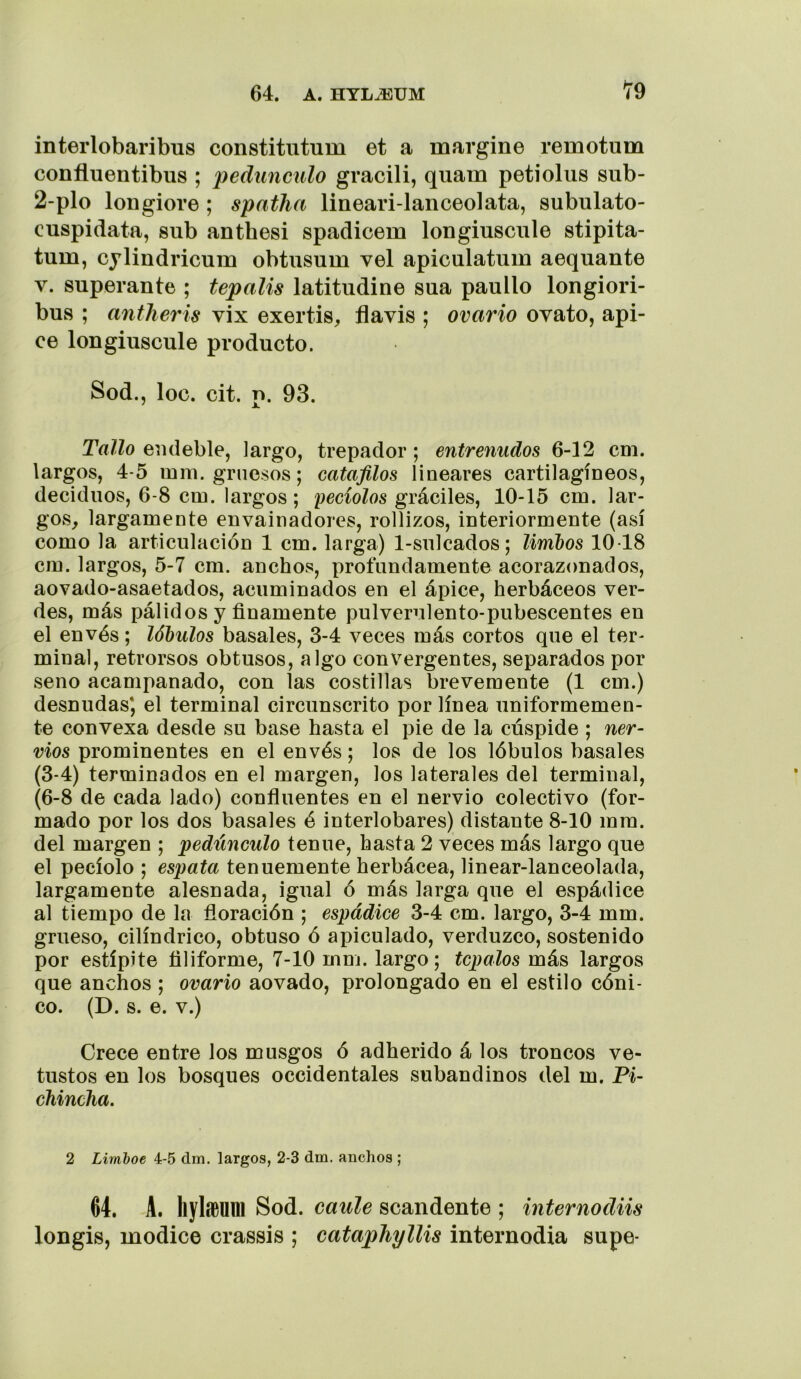 interlobaribus constitutum et a margine remotum confluentibus ; pedúnculo gracili, qiiam petiolus sub- 2-plo longiore; spatlia lineari-lanceolata, subulato- cuspidata, sub anthesi spadicem longiuscule stipita- tum, cjlindricum obtusum vel apiculatiiin aequante V. superante ; tepalis latitudine sua paullo longiori- bus ; antlieris vix exertis, íiavis ; ovario ovato, api- ce longiuscule producto. Sod.j loe. cit. p. 93. Tallo endeble, largo, trepador; entrenudos 6-12 cm. largos, 4-5 mni. gruesos; catafilos lineares cartilagíneos, deciduos, 6-8 cm. largos; peciolos gráciles, 10-15 cm. lar- gOvS^ largamente envainadores, rollizos, interiormente (así como la articulación 1 cm. larga) 1-sulcados; limbos 10-18 cm. largos, 5-7 cm. anchos, profundamente acorazonados, aovado-asaetados, acuminados en el ápice, herbáceos ver- des, más pálidos y finamente pulverulento-pubescentes en el envés; lóbulos básales, 3-4 veces más cortos que el ter- minal, retrorsos obtusos, algo convergentes, separados por seno acampanado, con las costillas brevemente (1 cm.) desnudas*, el terminal circunscrito por línea uniformemen- te convexa desde su base hasta el pie de la cúspide ; ner- vios prominentes en el envés; los de los lóbulos básales (3-4) terminados en el margen, los laterales del terminal, (6-8 de cada lado) confluentes en el nervio colectivo (for- mado por los dos básales é interlobares) distante 8-10 mm. del margen ; pedúnculo tenue, hasta 2 veces más largo que el pecíolo ; espata tenuemente herbácea, linear-lanceolada, largamente alesnada, igual ó más larga que el espádice al tiempo de la floración ; espádice 3-4 cm. largo, 3-4 mm. grueso, cilindrico, obtuso ó apiculado, verduzco, sostenido por estípite filiforme, 7-10 mm. largo; tépalos más largos que anchos ; ovario aovado, prolongado en el estilo cóni- co. (D. s. e. V.) Crece entre los musgos ó adherido á los troncos ve- tustos en los bosques occidentales subandinos del m. Pi- chincha, 2 Limhoe 4-5 dm. largos, 2-3 dm. anchos ; 64. A. hylcBUm Sod. caule scandente ; internodiis longis, modice crassis ; cataphyllis internodia supe-