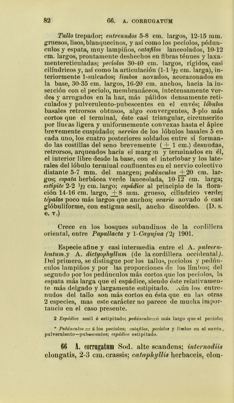 Tallo trepador; entrenudos 5-8 cm. largos, 12-15 mm. gruesos, lisos, blanquecinos, y así como los pecíolos, pédun- culosy espata, muy lampiños, catafllos lanceolados, 10-12 cm. largos, prontamente deshechos en fibras ténues y laxa- mentereticuladas; peciolos 30-40 cm. largos, rígidos, casi cilindricos y, así como la articulación (1-11^2 cm. larga), in- teriormente 1-sulcados; limbos aovados, acorazonados en la base, 30-35 cm. largos, 16-20 cm. anchos, hacia la in- serción con el pecíolo, membranáceos, intetensamente ver- des y arrugados en la haz, más pálidos densamente reti- culados y pulverulento-pubescentes en el envés; lóbulos básales retrorsos obtusos, algo convergentes, 3-plo más cortos que el terminal, éste casi triangular, circunscrito por líneas ligera y uniformemente convexas hasta el ápice brevemente cuspidado; nervios de los lóbulos básales 5 en cada uno, los cuatro posteriores soldados entre sí forman- do las costillas del seno brevemente (1 cm.) desnudas, retrorsos, arqueados hacia el margan y terminados en él, el interior libre desde la base, con el interlobar y los late- rales del lóbulo terminal confluentes en el nervio colectivo distante 5-7 mm. del margen; 'pedúnculos +.20 cm. lar- gos; espata herbácea verde lanceolada, 10-12 cm. larga; estípite 2-2 I/2 cm. largo; espádice al principio de la flora- ción 14-16 cm. largo, ^8 mm. grueso, cilindrico verde; tépalos poco más largos que anchos; ovario aovado ó casi glóbuliforme, con estigma sésil, ancho discoideo. (D. s. e. V.) Crece en los bosques subandinos de la cordillera oriental, entre Papallacta y 1-Cayujua (2i 1901. Especie afine y casi intermedia entre el A. pulveru- lentum.j A. dictyophyllum (de la cordillera occidental^. Del primero, se distingue por los tallos, pecíolos y pedún- culos lampiños y por las proporciones de los limbos; del segundo por los pedúnculos más cortos que los pecíolos, la espata más larga que el espádice, siendo éste relativamen- te más delgado y largamente estipitado. .lUin los entre- nudos del tallo son más cortos en ésta que en las otras 2 especies, mas este carácter no parece de mucha impor- tancia en el caso presente. 2 Espádice sésil ó estipitado; pedúnGulo=ó más largo que el pecíolo; * Pedúnculos =. á los pecíolos; catajilos, pecíolos y Hmhos eu el envés, pulverulento-pubescentes; espádice estipitado. 66 A. COrrugatum Sod. alte scandens; internodiis elongatis, 2-3 cm. crassis; catapliyllis herbaceis, elou-