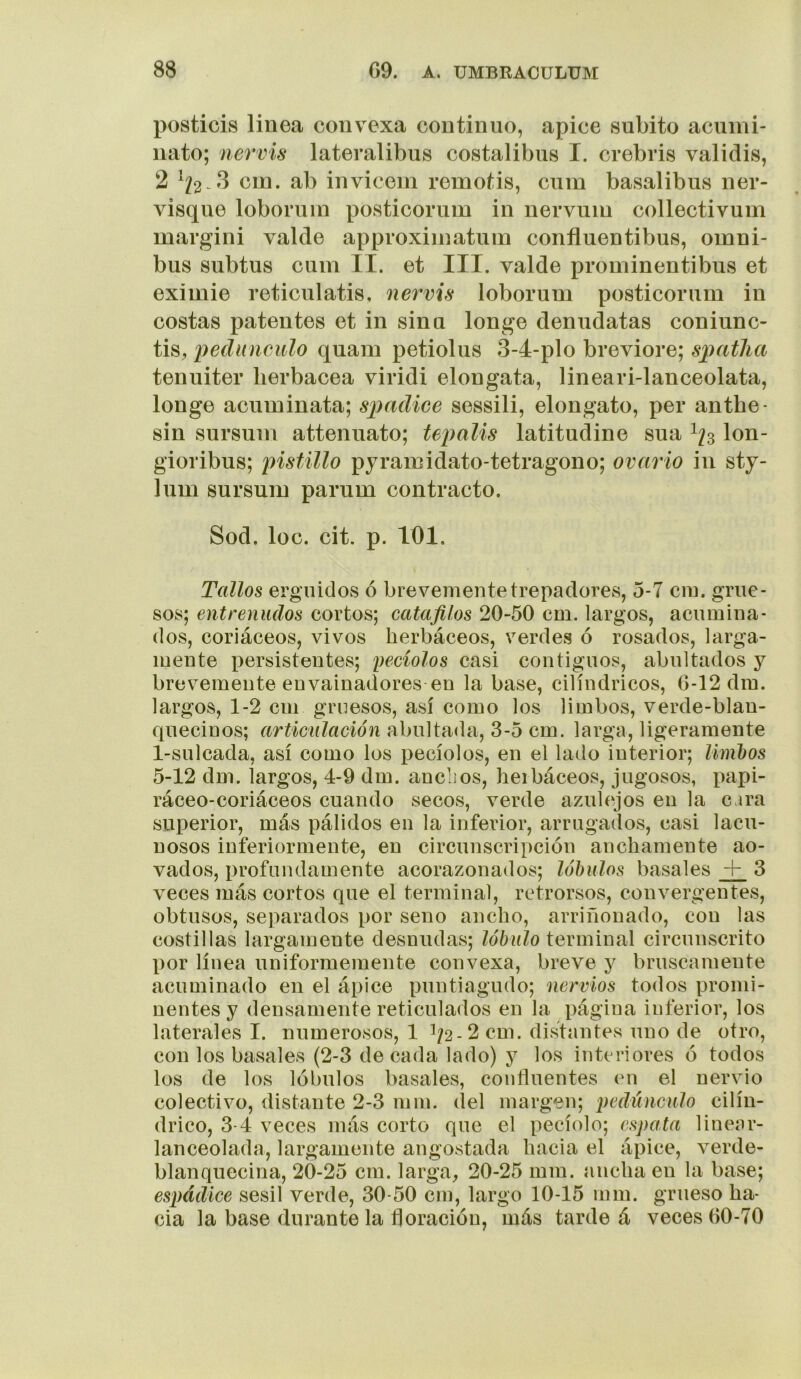 posticis linea convexa continuo, ápice súbito acuini- nato; nervis lateralibus costalibus I. crebris validis, 2 cm. ab invicem remoüs, cum basalibus ner- visque loboruin posticorum in nervum collectivum margini valde approxiinatuin confluentibus, ómni- bus subtus cum II. et III. valde prominentibus et eximie reticulatis, nervis loborum posticorum in costas patentes et in sinu longe denudatas coniunc- tis, pedúnculo quam petiolus 3-4-plo breviore; spatlia tenuiter herbácea viridi elongata, lineari-lanceolata, longe acuminata; s])(idiee sessili, elongato, per anthe- sin sursum attenuato; tepalis latitudine sua I/3 lon- gioribus; pistillo pyramidato-tetragono; ovario in sty- lum sursum parum contracto. Sod. loe. cit. p. It)l. Tedios erguidos ó brevemente trepadores, 5-7 cm. grue- sos; entrenudos cortos; catafilos 20-50 cm. largos, acumina- dos, coriáceos, vivos herbáceos, verdes ó rosados, larga- mente persistentes; peciolos casi contiguos, abultados y brevemente envainadores en la base, cilindricos, (3-12 dm. largos, 1-2 cm gruesos, así como los limbos, verde-blan- quecinos; articulación abultada, 3-5 cm. larga, ligeramente 1-sulcada, así como los pecíolos, en el lado interior; limbos 5-12 dm. largos, 4-9 dm. anchos, heibáceos, jugosos, papi- ráceo-coriáceos cuando secos, verde azulejos en la cara superior, más pálidos en la inferior, arrugados, casi lacu- uosos inferiormente, en circunscripción anchamente ao- vados, larofundamente acorazonados; lóbulos básales 3 veces más cortos que el terminal, retrorsos, convergentes, obtusos, separados por seno ancho, arriñonado, con las costillas largamente desnudas; lóbulo terminal circunscrito por línea uniformemente convexa, breve y bruscamente acuminado en el ápice puntiagudo; nervios todos promi- nentes y densamente reticulados en la página inferior, los laterales I. numerosos, 1 1/2-2 cm. distantes uno de otro, con los básales (2-3 de cada lado) y los interiores ó todos los de los lóbulos básales, confluentes en el nervio colectivo, distante 2-3 mm. del margen; peelúnculo cilin- drico, 3-4 veces más corto que el pecíolo; espata linear- lanceolada, largamente angostada hacia el ápice, verde- blanquecina, 20-25 cm. larga, 20-25 mm. ancha en la base; espádice sésil verde, 30-50 cm, largo 10-15 mm. grueso ha- cia la base durante la floración, más tarde á veces (30-70