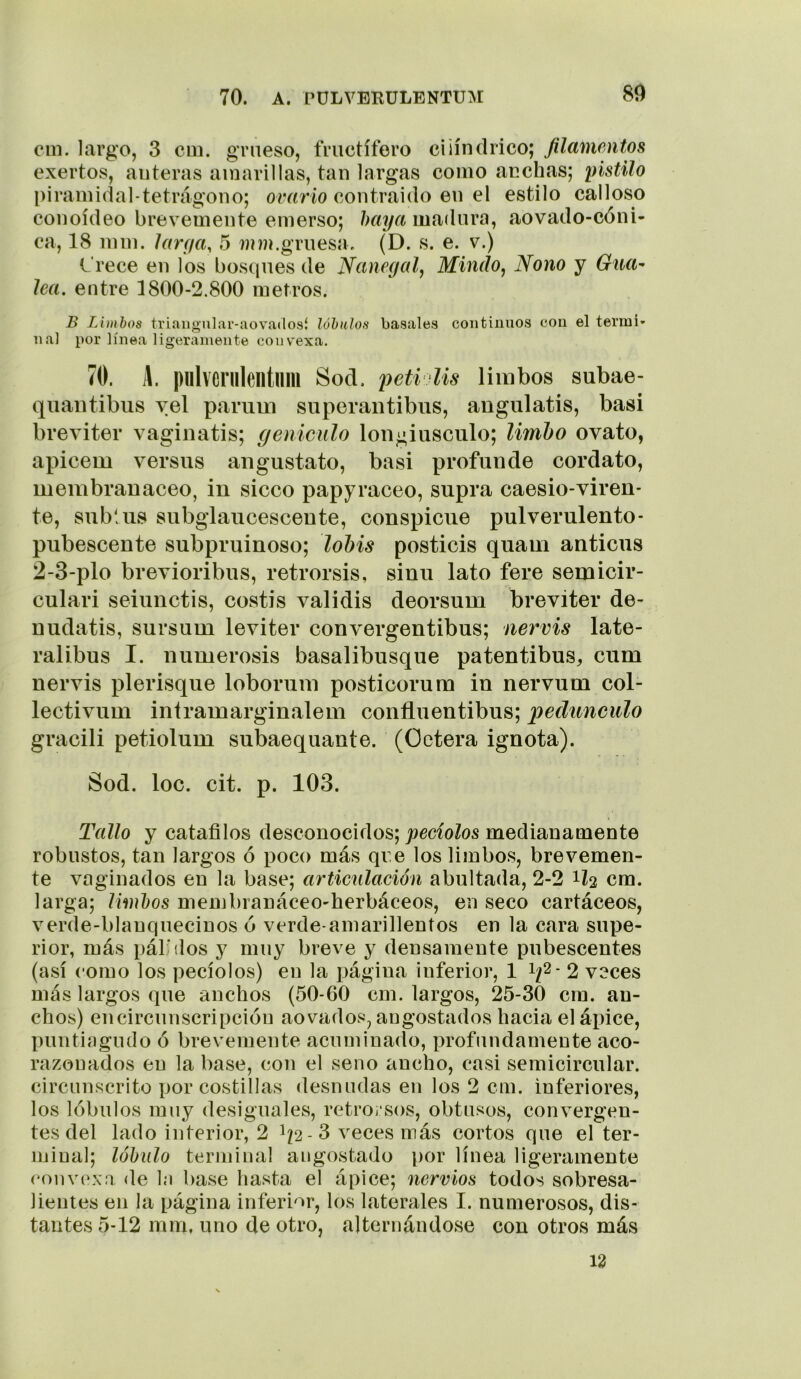 cin. largo, 3 cm. grueso, fructífero cilindrico; filamentos exertos, anteras amarillas, tan largas como anchas; pistilo piramidal-tetrágono; ovario contraido en el estilo calloso conoideo brevemente emerso; haya madura, aovado-cóni- ca, 18 inm. larya, 5 gruesa. (D. s. e. v.) Crece en los boscpies de Nanegal^ MindOj Nono y Gua- lea. entre 1800-2.800 metros. B Limbos triangnlai'-aovadosí lóbulos básales continuos con el termi- nal por línea ligeramente conv'exa. 70. \. |)lllverilleiltmil Sod. petv Us limbos subae- quaiitibus yel pariim superaiitibus, angulatis, basi breviter vaginatis; geniculo lougiusculo; limho ovato, apicem versus angustato, basi profunde cordato, membranáceo, in sicco papyraceo, supra caesio-viren- te, subUis subglaucesceute, conspicue pulverulento- pubescente subpruinoso; lohis posticis quam anticus 2-3-plo brevioribus, retrorsis, siuu lato fere semicir- culari seiunctis, costis validis deorsum breviter de- nudatis, sursum leviter convergentibus; nervis late- ralibus I. numerosis basalibusque patentibus, cum nervis plerisque loborum posticorum in nervum col- lectivum intramarginalem confluentibus; pedúnculo gracili petiolum subaequante. (Octera ignota). Sod. loe. cit. p. 103. Tallo y catafilos desconocidos; joecio/os medianamente robustos, tan largos ó poco más qre los limbos, brevemen- te vaginados en la base; articulación abultada, 2-2 1Z2 cm. larga; limbos membranáceo-herbáceos, en seco cartáceos, verde-blanquecinos ó verde-amarillentos en la cara supe- rior, más pálidos y muy breve y densamente pubescentes (así como los pecíolos) en la página inferior, 1 i/2- 2 veces más largos que anchos (50-60 cm. largos, 25-30 cm. an- chos) en circunscripción aovados, angostados hacia el ápice, puntiagudo ó brevemente acuminado, profundamente aco- razonados en la base, con el seno ancho, casi semicircular, circunscrito por costillas desnudas en los 2 cm. inferiores, los lóbulos muy desiguales, retroi'sos, obtusos, convergen- tes del lado interior, 2 I/2 - 3 veces más cortos que el ter- minal; lóbulo terminal angostado por línea ligeramente convexa de la base hasta el ápice; nervios todos sobresa- lientes en la página inferior, los laterales I. numerosos, dis- tantes 5-12 mm, uno de otro, alternándose con otros más 12