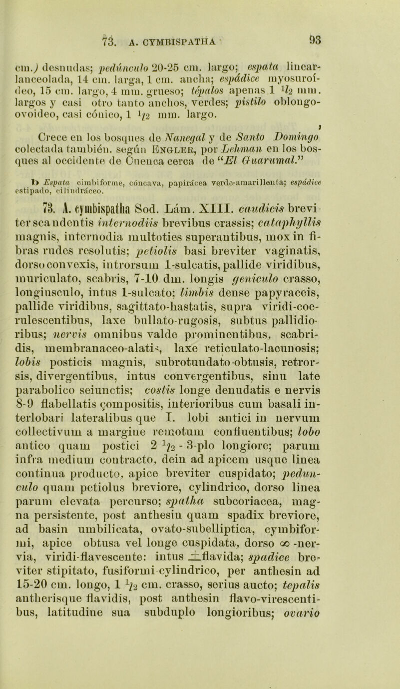 ciu.j desniuhis; pedúnculo 20-25 cni. largo; eapata liuear- hinceolada, 14 cm. larga, 1 cm. íiiichn; espádice inyosuroí- (leo, 15 eni. largo, 4 mm. grueso; tépalos apenas 1 U2 111111. largos y casi otro tanto anchos, verdes; pistilo oblougo- ovoideo, casi cónico, 1 I/2 nim. largo. i Crece en los bosques de Nanegcd y de Santo Domingo colectada también, según Engler, por Lehman en los bos- ques al occidente de Cuenca cerca de ^^El Guarumalé^ 1> Espata cimbiforme, cóncava, papirácea verde-amarillenta; espádice estipado, cilindráceo. 73. A. cymbispatha Sod. Lám. XIII. caudicis brevi ter scandeutis internodiis brevibus crassis; catapJiyllis inagiiis, internodia multoties superantibus, moxin fi- bras Tildes resolutis; p>^tiolis basi breviter vaginatis, dorsoconvexis, introrsuin I-sulcatis, pallide viridibus, iDurienlato, scabris, 7-10 dm. longis geniculo crasso, longiusciilo, intus 1-sulcato; Umhis dense papyraceis, pallide viridibus, sagittato-hastatis, supra viridi-coe- rulescentibus, laxe bullato-rugosis, subtus pallidio* ribus; nervis ómnibus valde proniinentibus, scabri- dis, membranaceo-alatis, laxe reticulato-lacunosis; lobis posticis magnis, subrotundato-obtiisis, retror- sis, divergentibus, intus convergentibus, sinu late parabolice seiunctis; costis longe denudatis e nervis 8-9 flabellatis gompositis, interioribus cum basali in- terlobari lateralibus que I. lobi antici in nervum collectivum a margine remotum confluentibus; lobo antico quam postici 2 ^/2 - 3-plo longiore; parum infra médium contracto^ dein ad apicem usque linea continua producto, ápice breviter cuspidato; pedún- culo quam petiolus breviore, cylindrico, dorso linea parum elevata percurso; spatha subcoriacea, mag- na persistente, post anthesin quam spadix breviore, ad basin umbilicata, ovato-subelliptica, eymbifor- mi, ápice obtusa vel longe cuspidata, dorso 00 -ner- via, viridi-flavescente: intus iflavida; spadice bre- viter stipitato, fusiformi cylindrico, per anthesin ad 15-20 cm. longo, 1 ^¡2 cm. crasso, serius aucto; tepalis antherisque fiavidis, jiost anthesin flavo-virescenti- bus, latitudine sua subduplo longioribus; ovario