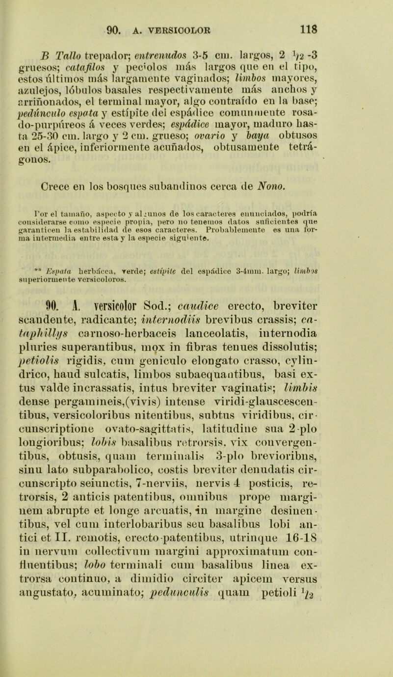 B Tallo trepador; entrenudos 3-5 ciu. largos, 2 1^2 -3 gruesos; catafilos y peciolos más largos que eu el tipo, estos últimos más largamente vaginados; limbos mayores, azulejos, lóbulos básales respectivamente más anchos y arriñonados, el terminal mayor, algo contraído en la base; pediinculo espala y estípite del espádice comuntnente rosa- do-purpúreos á veces verdes; espádice mayor, maduro has- ta 25-30 cm. largo y 2 cm. grueso; ovario y baya obtusos en el ápice, inferiormente acuñados, obtusamente tetrá- gonos. Orece en los bosques subandiuos cerca de Nono. Tor el tamaño, aspecto y algunos de los caracteres enunciados, podría considerarse como especie propia, pero no tenemos datos suficientes que o-arantieen la estabilidad de esos caracteres. Probablemente es una for- ma intermedia eiitre esta y la especie siguiente. ** Espala lierbdcea, rerde; estípiie del espádice 3-4mm. largo; limhos superiormente versicolores. 90. A. versicolor Sod.; caudice erecto, breviter sean den te, radicante; Ínter nodiis brevibus crassis; cn- tapliillijs carnoso-herbaceis lanceolatis, internodia pluries superantibus, mox in fibras tenues dissolutis; petiolis rigidis, cuni genicnlo elongato crasso, cylin- drico, haud sulcatis, limbos subaequantibus, basi ex- tus valde incrassatis, intus breviter vaginatis; limhis dense pergamineis,(vivis) intense viridi-glauscescen- tibus, versicoloribus nitentibus, subtns viridibus, cir- cunscriptione ovato-sagittatis, latitudiue siia 2-pío longioribus; lolns basalibus rotrorsis, vix convergeu- tibus, obtusis, quam terininalis 3-plo brevioribns, sinu lato subparabolico, costis breviter denudatis cir- cunscripto seiunctis, 7-nerviis, nervis 4 posticis, re- trorsis, 2 anticis patentibiis, ómnibus prope margi- nem abrupte et longe arcuatis, in margine desinen- tibus, vel cum interlobaribus seu basalibus lobi an- tici et II. remotis, erecto-patentibus, atrinque 16-18 in nervum collectivum margini approximatum con- fiuentibus; lobo terminali cum basalibus linea ex- trorsa continuo, a di midió circiter apicem versus angustato, acuminato; pedumulis quam petioli ^12