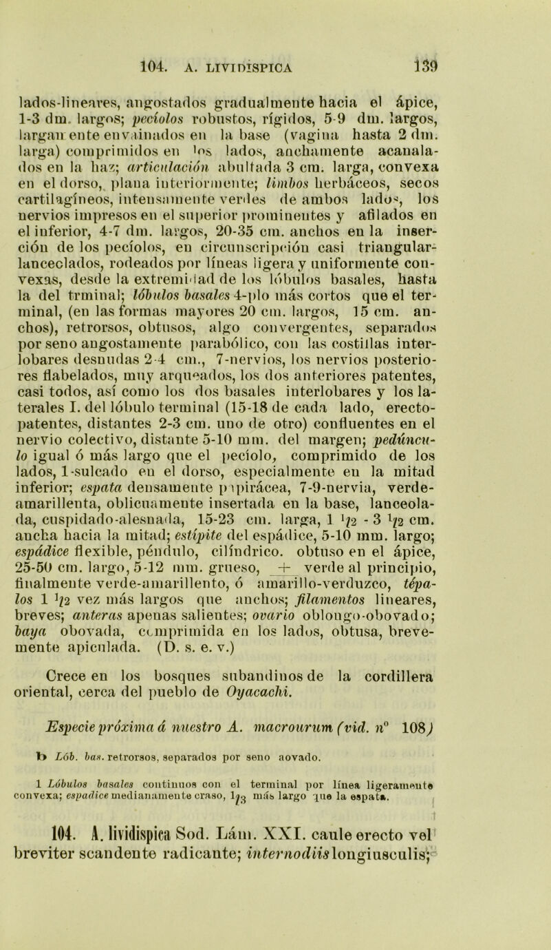 lados-lineares, aiijs^ostados gradualmente hacia el ápice, 1-3 dm. largos; peciolos robustos, rígidos, 5-9 dm. largos, largan ente euviiimidos en la base (vagina hasta 2 din. larga) comprimidos en los lados, anchamente acanala- dos en la haz; articulación abultada 3 cm. larga, convexa en el dorso,, ])laua interiormente; limbos herbáceos, secos cartilagíneos, intensamente verdes de ambos lados, los nervios impresos en el superior prominentes y afilados en el inferior, 4-7 dm. largos, 20-35 cm. anchos en la inser- ción de los pecíolos, en circunscripción casi triangular- lanceolados, rodeados por líneas ligera y unifórmente con- vexas, desde la extremidad de los lóbulos básales, hasta la del trminal; lóbulos básales 4-plo más cortos que el ter- minal, (en las formas mayores 20 cm. largos, 15 cm. an- chos), retrorsos, obtusos, algo convergentes, separados por seno angostamente parabólico, con las costillas inter- lobares desnudas 2-4 cm., 7-nervios, los nervios posterio- res flabelados, muy arqueados, los dos anteriores patentes, casi todos, así como los dos básales interlobares y los la- terales I. del lóbulo terminal (15-18 de cada lado, erecto- patentes, distantes 2-3 cm. uno de otro) confluentes en el nervio colectivo, distante 5-10 mm. del margen; pedúncu- lo igual ó más largo que el i)ecíolo^ comprimido de los lados, 1-sulcado en el dorso, especialmente en la mitad inferior; esputa densamente p ipirácea, 7-9-nervia, verde- amarillenta, oblicuamente insertada en la base, lanceola- da, cuspidado-alesnada, 15-23 cm. larga, 1 - 3 1^/2 cm. ancha hacia la mitad; estípite del espádice, 5-10 mm. largo; espádice flexible, péndulo, cilindrico, obtuso en el ápice, 25-50 cm. largo, 5-12 mm. grueso, + verde al principio, finalmente verde-amarillento, ó amarillo-verduzco, tépa- los 1 ^2 vez. más largos que anchos; filamentos lineares, breves; anteras apenas salientes; ovario oblongo-obovado; baya obovada, comprimida en los lados, obtusa, breve- mente apiculada. (D. s. e. v.) Crece en los bosques subaudinos de la cordillera oriental, cerca del pueblo de Oyacaclii. Especie próxima d nuestro A. macrourum (vid. n^ 108) Lóh. han. retrorsos, separados por seno aovado. 1 Lóbulos hasales coiitiunos con el terminal por línea ligeramente convexa; espádice medianamente craso, míís largo xiie la espat». 104. A. lividispica Sod. Lám. XXI. caule erecto vel breviter scandente radicante; míei’noííiúlougiusculis';^