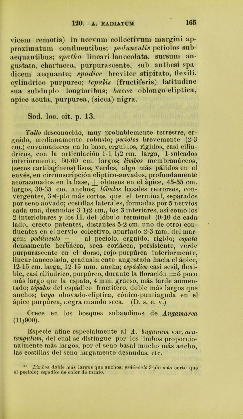 vicem remotis) iu nerviim collectivum margini ap- proximatum conñuentibus; peduncnlis petiolos 8ub- aequantibus; spatha lineari-lanceolata, sursum an- gustata, chartacea, purpurasceiite, sub antbesi spa- (licem aequante; spadice breviter stipitato, flexili, cyliiidrico purpureo; tepalis (fructiferis) latitudine aua subduplo lougioribus; hacea oblongo-eliptica, ápice acuta, purpurea, (sicca) nigra. Sod. loe. cit. p. 13. Tallo desconocido, muy probablemente terrestre, er- guido, medianamente robusto; peciolos brevemente (2-3 cm.) envainadores en la base, erguidos, rígidos, casi cilin- dricos, con la articulación 1-1 1/2 cm. larga, 1-sulcados interiormente, 50-60 cm. largos; limbos membranáceos, (secos cartilagíneos) lisos, verdes, algo más pálidos en el envés, en circunscripción elíptico-aovados, profundamente acorazonados en la base, obtusos en el ápice, 45-55 cm. largos, 30-35 cm. anchos; lóbulos básales retrorsos, con- vergentes, 3-4-plo más cortos que el terminal, separados por seno aovado; costillas laterales, formadas por 5 nervios cada una, desnudas 3 1/2 cm., los 3 interiores, así como los 2 interlobares y los II. del lóbulo terminal (9-10 de cada lado, erecto patentes, distantes 5-2 cm. uno de otro) con- fluentes en el nervio colectivo, apartado 2-3 mm. del mar- gen; pedúnculo ¿ = al pecíolo, erguido, rígido; espala densamente herbácea, seca coriácea, persistente, verde purpurascente en el dorso, rojo-purpúrea interiormente, linear lanceolada, gradualn ente angostada hacia el ápice, 12-15 cm. larga, 12-15 mm. ancha; espádice casi sésil, flexi- ble, casi cilindrico, purpureo, durante la floración =r:ó poco más largo que la espata, 4 mm. grueso, más tarde aumen- tado; tépalos del espádice fructífero, doble más largos que anchos; baya obovado-elíptica, cónico-puutiaguda en el ápice purpúrea, negra cuando seca. (D. s. e. V.) Orece en los bosques subandinos de Angamarca (11/900). Especie afine especialmente al A. buganum yuv. acu- tangulum, del cual se distingue por los ümbos proporcio- nalmente más largos, por el seno basal mucho más ancho, las costillas del seno largamente desnudas, etc. ** TAmhos doble más largos que anchos; pedúncnlo 3-plo más corto que el pecíolo; espádice de color de minio.