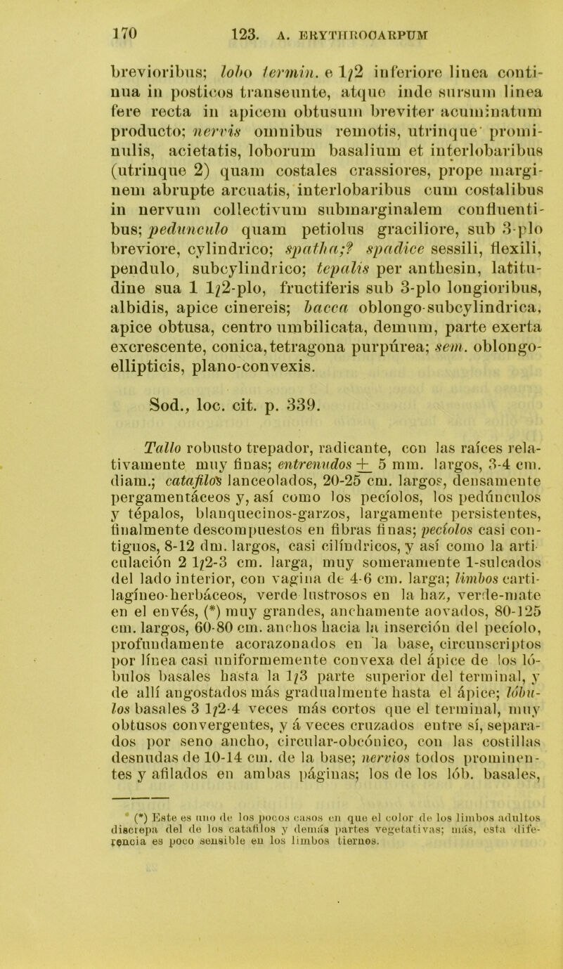 brevioribus; lobo fermín. e 1/2 interiore linea conti- nua in posiieos transeúnte, atque iiule snrsuin linea fere recta in apicein obtusuin breviter acuininatum producto; nervis ómnibus remotis, utrinque* pronii- nulis, acietatis, loborum basalium et interlobaribus (utrinque 2) quain costales crassiores, prope margi- nem abrupte arcuatis, interlobaribus cum costalibus in nervum collectivum submarginalem confluenti- bus; pedúnculo quam petiolus graciliore, sub 3-pío breviore, cylindrico; spatha;f spadice sessili, flexili, péndulo, subcylindrico; tepalis per antbesin, latitu- diñe sua 1 1/2-plo, fructiferis sub 3-plo longioribus, albidis, ápice ciñereis; hacca oblongo-subcylindrica, ápice obtusa, centro urnbilicata, demum, parte exerta excrescente, cónica, tetragona purpúrea; sem. oblongo- ellipticis, plano-convexis. Sod., loe. cit. p. 339. Tallo robusto trepador, radicante, con las raíces rela- tivamente muy finas; entrenudos ^ 5 mm. largos, 3-4 cm. diam.; catafilos lanceolados, 20-25 cm. largos, densamente I}ergamentáceos y, así como los pecíolos, los pedúnculos y tépalos, blanquecinos-garzos, largamente persistentes, finalmente descompuestos en fibras finas; peciolos casi con- tiguos, 8-12 dm. largos, casi cilindricos, y así como la arti dilación 2 1/2-3 cm. larga, muy someramente 1-siilcados del lado interior, con vagina de 4-6 cm. larga; liuihos carti- lagíneo-herbáceos, verde lustrosos en la haz, verde-mate en el envés, {*) muy grandes, anchamente aovados, 80-125 cm. largos, 60-80 cm. anchos hacia la inserción del pecíolo, profundamente acorazonados en la base, circunscriptos por línea casi uniformemente convexa del ápice de los ló- bulos básales hasta la 1/3 parte superior del terminal, y de allí angostados más gradualmente hasta el ápice; lóbu- los básales 3 1/2-4 veces más cortos que el terminal, muy obtusos convergentes, y á veces cruzados entre sí, separa- dos por seno ancho, circular-obcónico, con las costillas desnudas de 10-14 cm. de la base; nervios todos prominen- tes y afilados en arabas páginas; los de los lób. básales, (*) Este es uno de los pocos casos en que el color de los limbos adultos disciepa del de los catalilos y demás partes vegetativas; más, esta dife- rencia es poco sensible en los limbos tiernos.