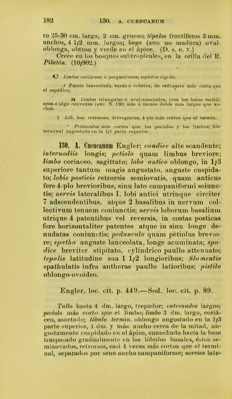 ro 25-30 cin. laríio, 2 cm. grueso; tépalos fructíferos 3 mni. anchos, 4 lji2 inm. largos; haya (aiiu no madura) oval- oblonga, obtusa y verde en el ápice. (D. s. e. v.) Orece en los bosques subtropicales, en la orilla del E. Pilatón. (10/902.) * c ¡jimbas coriáceos ó i)ergamíneos; espádifíe rígido. A Espato, lanceolada, verde ó cobriza, de ordinario más corta qne el espádice; ' a Limbos triangnlar-ú oval-asaetados, (con los lados rectilí- neos 6 algo convexos (exc. Ñ. 180) más ó nnmos doble más largos qne an- chos. 1 Lób. bus. retrorsos, divergentes, 4-plo más cortos qne el termin. * Pf'dlíticulos más cortos qne loa pecíolos y l^s limbos; lób* terminal angostado eii la 1/8 parte sii2)erior. 130. A. duoiicail 11111 Engler; caudice alte scandente; internadas longis; petiolo quam limbus breviore; limbo coriáceo, sagittato; lobo antico oblongo, in 1/3 superiore tantum luagis angustato, angaste cuspida- to; lobis posticis retrorsis semiovatis, quam anticiis fere4-plo brevioribus, sinu lato campaniformi seiunc- tis; nervis lateralibus I. lobi antici atrinque circiter 7 adscendentibus, atque 2 basalibus in nervum col- lectivum tenuem coniunctis; nervis loboruin basaliuiu utrique 4 patentibus vel reversis, in costas posticas fere horizontaliter patentes atque in sinu Ion ge de- nudatas coniunctis; p)€duncítlo quam pétiolus brevjo- re; spatlia anguste lanceolata, longe acuminata; spa- dice breviter stipitato, cylindrico paullo attenuato; tepalis latitudine sua 1 1/2 íongioribus; filumentis spathulatis infra antheras paullo latioribus; pistilo oblongo-ovoideo. Engler, loe. cit. p. 449.—Sod. loe. cit. p. 89. Tallo hasta 4 dm. largo, trejiador; entrenudos largos; peciolo más corto que el limbo; liml)o 3 dm. largo, coriá- ceo, asaetado; lóbulo termin. oblongo angostado en la 1/3 [)arte superior, 1 dm. y más ancho cerca de la mitad, an- gostamente cuspidado en el ápice, enanchado hacia la base traspasado gradualmente en los lóbulos básales, éstos se- ra ¡aovados, retrorsos, casi 4 veces más cortos (pie el termi- nal, separados por seno ancho cami)aniforme; nervios late-