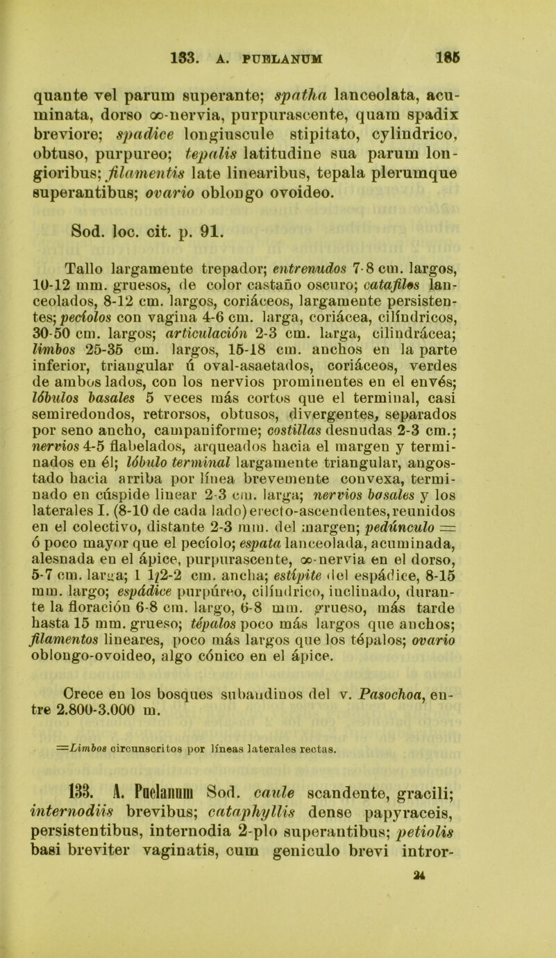 quante vel parum superante; spatha lanceolata, acu- minata, dorso oo-nervia, purpurascente, quani spadix breviore; spadice longiuscule stipitato, cylindrico, obtuso, purpureo; tepalis latitudine sua parum lon- gioribus; filamentis late linearibus, tepala plerumque superantibus; ovario oblongo ovoideo, Sod. loe. cit. p. 91. Tallo largamente trepador; entrenudos 7-8 cm. largos, 10-12 mm. gruesos, de color castaño oscuro; eatafiUs lan- ceolados, 8-12 cm. largos, coriáceos, largamente persisten- tes; pecíoZos con vagina 4-6 cm. larga, coriácea, cilindricos, 30-50 cm. largos; articulación 2-3 cm. larga, cilindrácea; limbos 25-35 cm. largos, 16-18 cm. anchos en la parte inferior, triangular ú oval-asaetados, coriáceos, verdes de ambos lados, con los nervios prominentes en el envés; lóbulos básales 5 veces más cortos que el terminal, casi semiredondos, retrorsos, obtusos, divergentes^ separados por seno ancho, campaniforme; costillas desnudas 2-3 cm.; nervios 4-5 flabelados, arqueados hacia el margen y termi- nados en él; lóbulo terminal largamente triangular, angos- tado hacia arriba por línea brevemente convexa, termi- nado en cúspide linear 2-3 ciu. larga; nervios basóles y los laterales I. (8-10 de cada lado) erecto-ascendentes,reunidos en el colectivo, distante 2-3 mm. del margen; ‘pedúnculo = ó poco mayor que el pecíolo; espato lanceolada, acuminada, alesnada en el ápice, purpurascente, oo-nervia en el dorso, 5-7 cm. larua; 1 l;^2-2 cm. ancha; estípite del espádice, 8-15 mm. largo; espádice purpureo, cilindrico, inclinado, duran- te la floración 6-8 cm. largo, 6-8 mm. grueso, más tarde hasta 15 mm. grueso; tépalos poco más largos que anchos; filamentos lineares, poco más largos que los tépalos; ovario oblongo-ovoideo, algo cónico en el ápice. Orece en los bosques subandinos del v. Pasochoa, en- tre 2.800-3.000 m. —Limbos circunscritos por líneas laterales rectas. 133. A. Padanmo Sod. caule sean dente, gracili; internodiis brevibus; cataphyllis dense papyraceis, persistentibus, internodia 2-plo superantibus; petiolis basi breviter vaginatis, cum geniculo brevi intror- 24