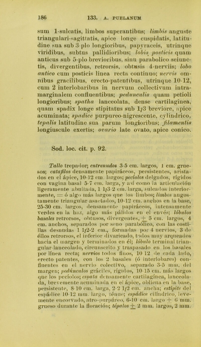 sum l-sulcatÍ8, limbos superantibiis; Umhifí ansiaste triangulari-sagittatis, ápice longe cuspidatis, latitu- dine sua sub 3-plo longioribus, papyraceis, atrinque viridibus, subtus pallidioribus; lohis^ postici.s quam anticus sub 5-plo brevioribus, sinu parabolice seiunc- tis, divergentibus, retrorsis, obtusis 4-nerviis; loho antico cum posticis linea recta continuo; nervis óm- nibus gracilibus, erecto-patentibus, atrinque 10-12, cum 2 interlobaribus in nervum collectivum intra- marginalem confluentibus; peclimcuUs quam petioli longioribus; spatha lanceolata, dense cartilaginea, quam spadix longe stipitatus sub 1/3 breviore, ápice acuminata; spadice purpureo-nigrescente, cylindrico, tepalis latitudine sua parum longioribus; filamentu longiuscule exertis; ovario late ovato, ápice conico. Sod. loe. cit. p. 92. Tallo trepador; entrenados 3 5 era. largos, J era. grue- sos; catafilos deusaraente papiráeeos, persistentes, arista- dos en el ápiee, 10-32 era, h\rgos} ¡yeciolos delgados, rígidos eon vagina basa! 5-7 cin. larga, y así eoino la articulación ligeraraente abuUada, 1 1/3 2 era. larga, soleados interior- mente, = ó algo más largos que los limbos; limbos angos- tamente triangular asaetados, 10-12 era. anchos en la base, 25-30 era. largos, deusaraente papiráeeos, intensamente verdes en la haz, algo más pálidos en el envés; lóbulos básales retvovsios, obtusos, divergentes, + 5 era. largos, 4 era. anchos, separados por seno })arabélico, con las costi- llas desnudas 1 1/2-2 cin., formadas por 4 nervios, 3 de éllos retrorsos, el inferior divaricado, todos muy arqueados hacia el margen y terminados en él; lóbulo terminal triau- gular-lanceolado, circunscrito y traspasado en los básales por línea recta; nervios todos finos, 10 12 de cada lado, erecto patentes, con los 2 básales (ó iuterlobares) con- fluentes en el nervio colectivo, sej)arado 3-5 inm. del margen; pednnmdos gráciles, rígidos, 10-15 era. más largos que los pecíolos; espala densamente cartilagínea, lanceola- (la, brevemente acuminada en el ápice^ oblicua en la base, ])ersistente, 8-10 era. larga, 2-2 1/2 cm. ancha; estípite del esjíádice 10-12 inm. largo, ténue; espádice cilindrico, leve- mente encorvado, atro-purpúreo, 6-10 cm. largo -t- 6 rara, grueso durante la tíoración; tépalos + 2 rara, largos, 2 rara.