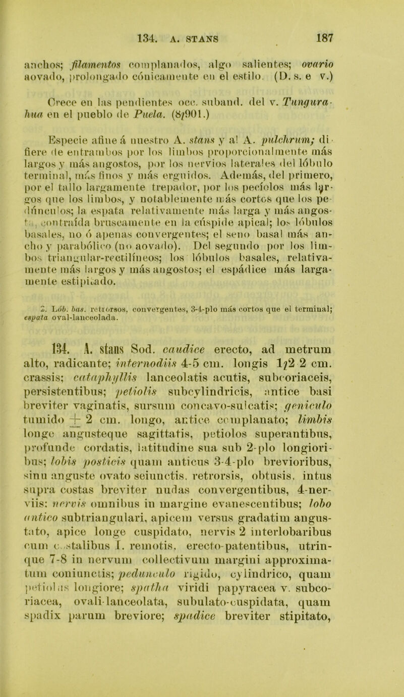 anchos; filamentos complanados, algo salientes; ovario aovado, j>rolongado couicainente en el estilo. (D. s. e v.) Crece en las pendientes occ. suband. del v. Tangura- lina en el pueblo de Piiela. (8/901.) Especie afine á nuestro A. stans y al A. piilchrum; di fiere de entra ai bos por los limbos proporcional mente más largos y más angostos, por los nervios laterales del lóbulo terminal, más finos y más erguidos. Además, del priaiero, por el tallo largamente trejiador, por los pecíolos más lar- gos que los limbos, y notablemente más cortos que los pe- dúnculos; la espata relativamente más larga y más angos- t contraída bruscamente en la cúspide apical; lo. lóbulos básales, no ó apenas convergentes; el seno basal más an- cho y parabólico (no aovado). Del segundo por los lim- bos triangular-rectilíneos; los lóbulos básales, relativa- mente más largos y más angostos; el espádice más larga- mente estipii^ado. 2. luób. has. retroraos, convergentes, 3-4-plo más cortos qne el terminal; espata oval-lanceolacla. 134. A. stans Sod. caudice erecto, ad metrum alto, radicante; internodiis 4-5 cm. longis 1/2 2 cm. crassis; cataphi/Uis lanceolatis acutis, subcoriaceis, persistentibus; peíiolis siibcylindricis, antice basi breviter vaginatis, sursuin concavo-sulcatis; genieulo túmido + 2 cm. longo, antice complanato; limbis longo angusteque sagittatis, petiolos superantibus, profunde cordatis, iatitudine sua sub 2-pío longiori- bus; lohis j^osticis quam anticus 3-4-plo brevioribus, sinu anguste ovato seiunctis. retrorsis, obtusis. intus supra costas breviter nudas convergentibus, 4-ner- viis: norvis ómnibus in margine evanescentibus; lobo (tutico subtriangulari, apicem versus gradatim augus- ta to, ápice longe cuspidato, nervis 2 interlobaribus cum c. stalibus I. remotis, erecto-patentibus, utrin- que 7-8 in nervum collectivum margini approxima- tum coniunctis; 2)eduncitlo rigidu, cylindrico, quam pet¡<d(is longiore; spatlm viridi papyracea v. subco- riacea, ovali lanceolata, subulato-cuspidata, quam s[)adix parum breviore; spadice breviter stipitato.