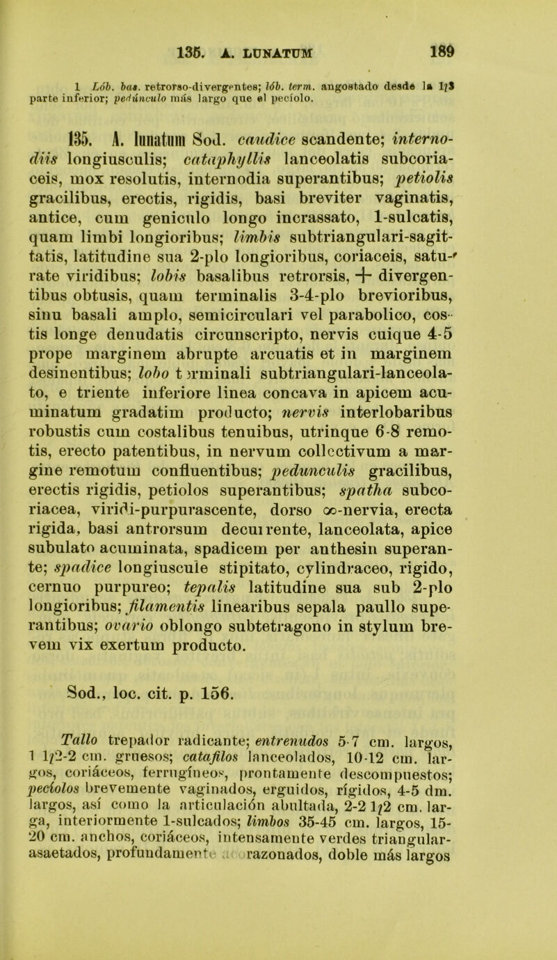 1 Lóh. hat. retrorso-divergpntea; lób. term. angostado desde la I2S parte inferior; pedúnculo más largo que el pecíolo. 135. A. lunatlim SoJ. caudice scandente; interno- diis longiusculis; eataphylUs lanceolatis subcoria- ceis, mox resolutis, internodia superantibus; petiolis gracilibus, erectis, rigidis, basi breviter vaginatis, antice, cum geniculo longo incrassato, l-sulcatis, quam limbi longioribus; limbis subtriangulari-sagit- tatis, latitudine sua 2-plo longioribus, coriaceis, satu-^ rate viridibus; lobis basalibus retrorsis, + divergen- tibus obtusis, quam terminalis 3-4-plo brevioribus, siiiu basali ampio, semicirculari vel parabólico, eos- tis longe denudatis circunscripto, nervis cuique 4-5 prope marginem abrupte arcuatis et in marginem desinentibus; 13rminali subtriangulari-lanceola- to, e tríente inferiere linea cóncava in apicem acu- minatum gradatim producto; nervis interlobaribus robustis cum costalibus tenuibus, utrinque 6-8 remo- tis, erecto patentibus, in nervum collectivum a mar- gine remotum confluentibus; pedunculis gracilibus, erectis rigidis, petiolos superantibus; spatJia subco- riacea, viridi-purpurascente, dorso oo-nervia, erecta rigida, basi antrorsum decui rente, lanceolata, ápice subulato acuminata, spadicem per anthesin superan- te; spadice longiuscule stipitato, cvlindraceo, rígido, cernuo purpureo; tepalis latitudine sua sub 2-plo \o\ig\oT\hw^\ filamentis linearibus sépala paullo supe- rantibus; ovario oblongo subtetragono in stylum bre- vem vix exertum producto. Sod., loe. cit. p. 156. Tallo trepador radicante; entrenudos 5-7 cm. largos, 1 ll'2-2 cin. gruesos; catafilos lanceolados, 1012 cui. lar- gos, coriáceos, ferriigíneos, prontamente descompuestos; peciolos brevemente vaginados, erguidos, rígidos, 4-5 dm. largos, así como la articulación abultada, 2-2 1/2 cm. lar- ga, interiormente 1-sulcados; limbos 35-45 cm. largos, 15- 20 cm. anchos, coriáceos, intensamente verdes triangular- asaetados, profundamente .. razonados, doble más largos