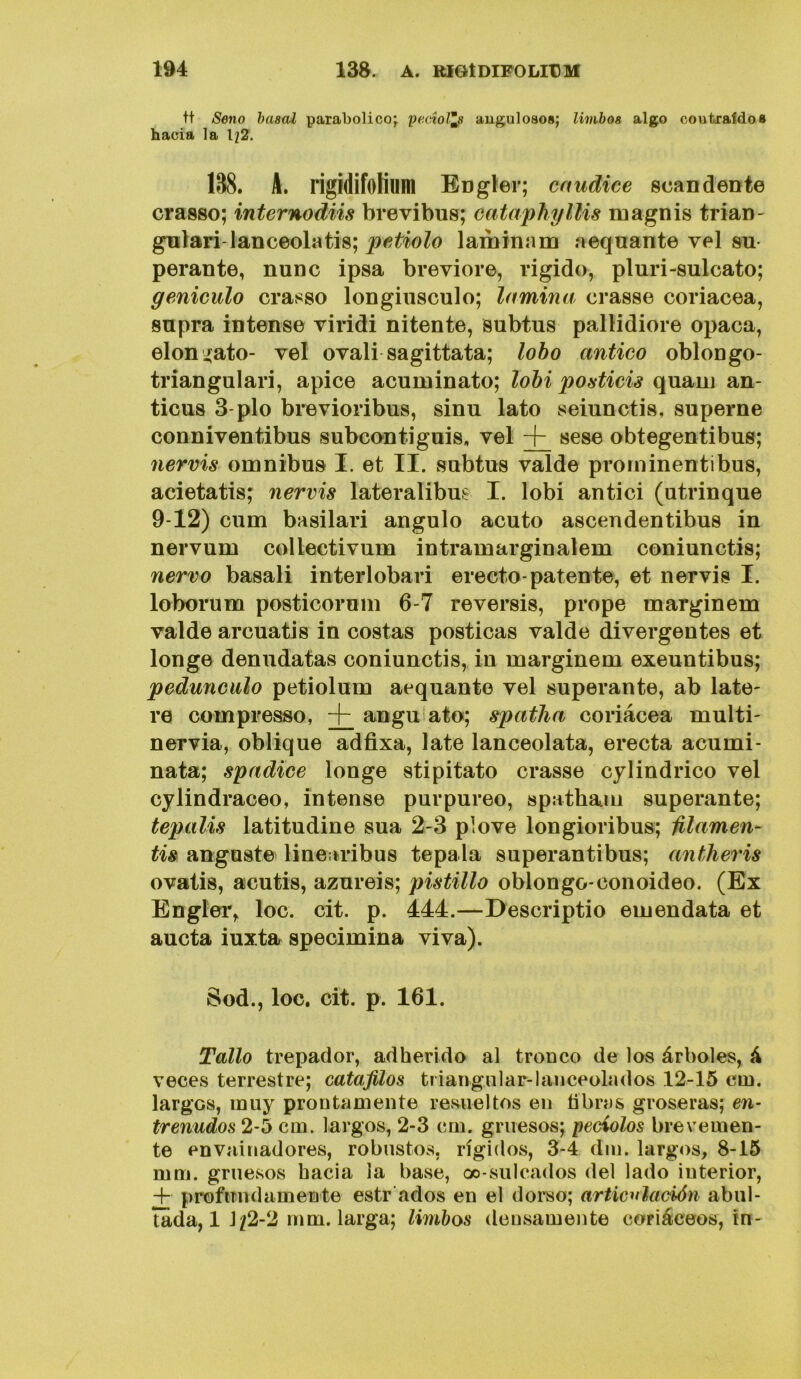 tt Seno haaal parabólico^ pedoJ^ augulosos; limbos algo ooutraídos hacia la li2. 138. A. rigídifolium EDgler; cnudice sean dente crasso; internodiis brevibus; catapTiyUis magnis trian- gulan lanceola tis; petiolo laminam aeqnante vel su- perante, nunc ipsa breviore, rígido, pluri-sulcato; geniculo crasso longiusculo; lamina crasse coriácea, supra intense viridi nitente, subtus pallidiore opaca, elon ^ato- vel ovali sagittata; lobo antico oblongo- triangulari, ápice acuminato; lohi postieis quaui an- ticus 3'pío brevioribus, sinu lato seiunctis, superne conniventibus subcontiguis, vel sese obtegentibus; nervis ómnibus I. et II. subtus valde prorninentibus, acietatis; nervis lateralibue I. lobi antici (atrinque 9-12) cum basilari ángulo acuto ascendentibus in nervum collectivum intramarginalem coniunctis; ñervo basali interlobari erecto-patente, et nervis I. loborum posticorum 6-7 reversis, prope marginem valde arcuatis in costas posticas valde divergentes et longe denudatas coniunctis, in marginem exeuntibus; pedúnculo petiolum aequante vel superante, ab late- re compresso, + angu*ato; spatha coriácea multi- nervia, oblique adfixa, late lanceolata, erecta acumi- nata; spadice longe stipitato crasse cylindrico vel cylindraceo, intense purpureo, spatham superante; tepalis latitudine sua 2-3 plove longioribus; Mamen- tis angaste lineitribus tepala superantibus; antlieris ovatis, acutis, azureis; pistillo oblongo-conoideo. (Ex Engler, loe. cit. p. 444.—Descriptio emendata et aucta iuxta specimina viva). Sod., loe. cit. p. 161. Tallo trepador, adherido al tronco de los árboles, á veces terrestre; catafilos triangular-lanceolados 12-15 ctn. largos, muy prontamente resueltos en tibras groseras; en- trenados 2-5 cm. largos, 2-3 cm. gruesos; peciolos brevemen- te envainadores, robustos, rígidos, 3-4 din. largos, 8-15 mm. gruesos hacia la base, oo-sulcados del lado interior, + profiTiidamente estr ados en el doi*so; artic^dadón abul- tada, 1 1^2-2 mm. larga; limbos densamente coriáceos, in-