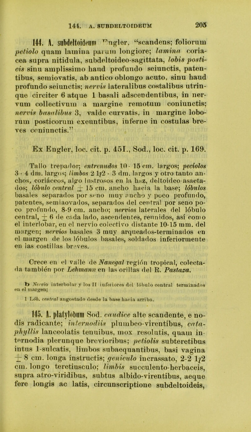 144. A. snbdeltoideiim ^ngler, ‘‘scandens; foliorum petiolo quam lamina pai uin longiore; lamina coriá- cea supra nitidula, subdeltoideo-sagittata, lohis posti- cis 8inu amplissimo haiid profundo seiunctis, paten- tibus, semiovatis, ab antico oblongo acuto, sinu haud profundo seiunctis; nervis lateralibus costalibus utrin- que circiter 6 atque i basali adscendentibus, in ner- vum collectivum a margine remotum coniunctis; nervis hasalilms 3, valde curvatis, in margine lobo- rum posticorum exeuntibus, inferné in costulas bre- ves coniunctis.” Ex Engler, loe. cit. p. 451., Sod., loe. cit. p. 169^. Tallo trepaílor; entrenudos \0 • 15cni. largos; peciolos 3 - 4 dm. largos; limbos 2 1/2 - 3 din. lardos y otro tanto an- chos, coriáceos, algo lustrosos en la haz, deltoideo-asaeta- dos; lóbulo central + 15 cni. ancho hacia la base; lóbulos básales separados por s<^no muy ancho y poco profundo, patentes, semiaovados, separados del central por seno j)o- co profundo, 8-9 cm. ancho; nervios laterales del lóbulo central, + 6 de cada lado, ascendentes, reunidos, así como el interlobar, en el nervio colectivo distante 10-15 inm. del margen; nervios básales 3 muy arqueados-terminados en el margen de los lóbulos básales, soldados inferiormeute en las costillas br eves. Orece en el valle Nanegal región tropical, colecta- da también por Lehmann en las orillas del R. Fastaza. !:> Nervio iuterbolar y los II iufoiiores del lóbulo central terminados en el margen; 1 LÓ6. central angostado desde la base hacia arriba. 145. A. platylobiun Sod. mudiee alte scandente, e no- dis radicante; internodiis plúmbeo-virentibus, cata- phyllis lanceolatis tenuibus, mox resolutis, quam in- tnmodia plerunque brevioribus; petiolis subteretibus intus 1-sulcatis, limbos subaequantibus, basi vagina + 8 cm. longa instructis; cfcniculo incrassato, 2-2 1/2 cm. longo teretiusculo; limhis succulento-herbaceis, supra atro-viridibus, subtus albido-virentibus, aeque fere longis ac latís, circunscriptione subdeltoideis,