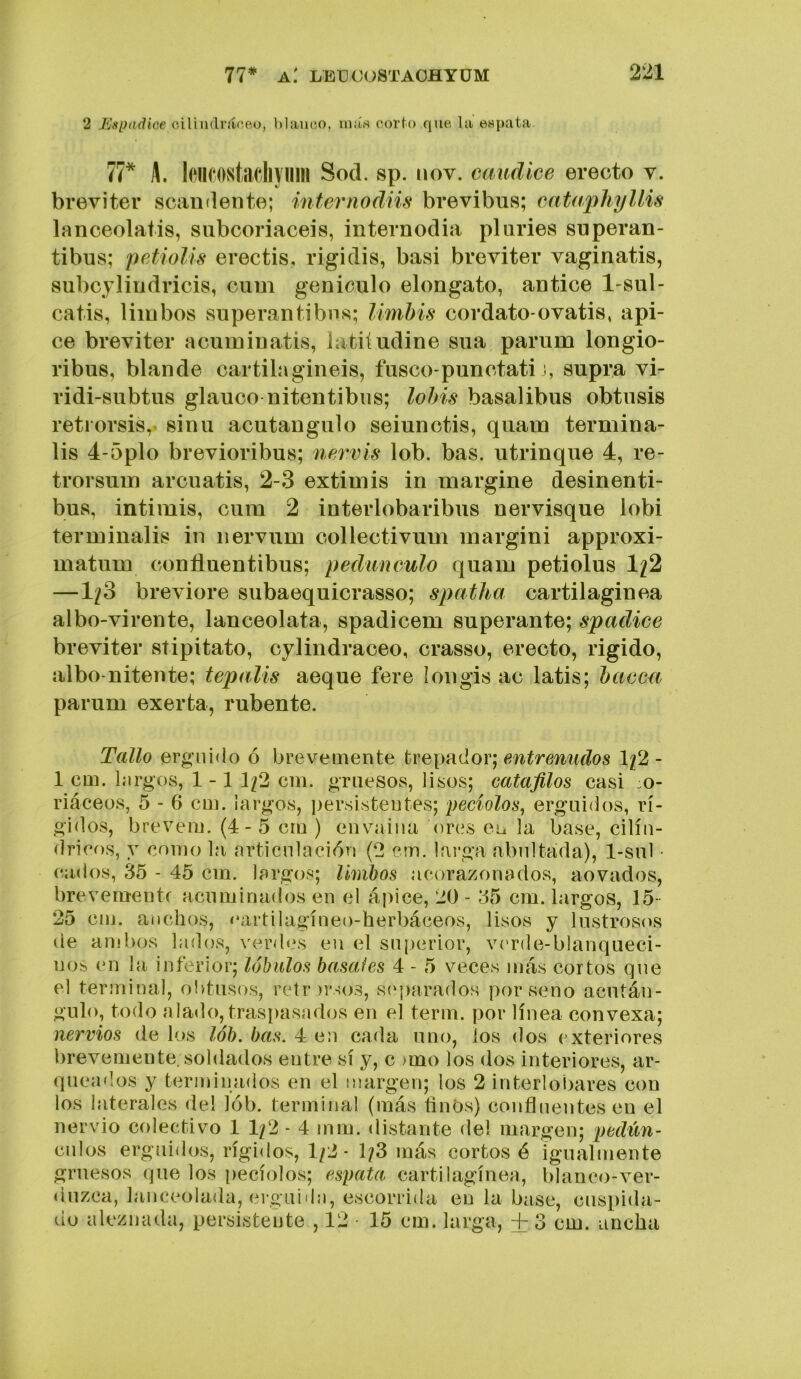 2 Ksihiáice. oiUiidviíríeo, blanco, iinús corto que la eHj)ata. 77* A. leiicostacliyinil Sod. sp. nov. caudíce erecto v. breviter scandeiite; internodiis brevibus; eataphyllis lanceolatis, subcoriaceis, internodia pluries superan- tibus; petioUs erectis, rigidis, basi breviter vaginatis, subcjliiidricis, ciim geniculo elongato, antice 1-siil- catis, limbos superan ti bns; limhis cordato-o vatis, api- ce breviter acuininatis, latiíudine sua parum longio- ribus, blande cartilagineis, fiisco-punctati i, supra vi- ridi-siibtiis glauco nitentibiis; lobis basalibus obtusis retrorsis, sinu acutaugulo seiunctis, quain termina- lis 4-5plo brevioribus; nervis lob. bas. utrinque 4, re- trorsum arcuatis, 2-3 extimis in margine desinenti- bus, intimis, cum 2 interlobaribus nervisque lobi terminalis in iiervum collectivum margini approxi- matum confinentibus; pedúnculo quam petiolus 1^2 —1/3 breviore subaequicrasso; spatha cartilaginea albo-virente, lanceolata, spadicem superante; spadice breviter stipitato, cylindraceo, crasso, erecto, rigido, albo-nitente; tepalís aeque fere Ion gis ac latis; bacca parum exerta, rubente. Tallo erguido ó brevemente treirAdor, entreniidos 1/2- 1 cm. largos, 1-1 1/2 cm. gruesos, lisos; catafilos casi :o- riáceos, 5 - 6 cm. ¡argos, i)ersisteutes; peciolos^ erguidos, rí- gidos, brevem. (4-5 cm ) envaina Ores en la base, cilin- dricos, y como la articulación (2 cm. larga abultada), 1-sul • cados, 35 - 45 cm. largos; limbos acorazonados, aovados, brevemente acuminados en el ápice, 20 - 35 cm. largos, 15- 25 cm. anchos, nartilagíneo-herbáceos, lisos y lustrosos de ambos lados, verdes en el superior, verde-blanqueci- nos en la inferior; lóbulos básales 4 - 5 veces más cortos que el terminal, ol>tusos, reírtrsos, síqtarados por seno acután- gulo, todo alado, traspasados en el term. por línea convexa; nervios de los lób. bas. 4 en cada uno, los dos exteriores brevemente, soldados entre sí y, c >mo los dos interiores, ar- queaílos y terminados en el margen; los 2 interlobares con los laterales del lób. terminal (más ünOs) confluentes en el nervio colectivo 1 1/2 - 4 mm. distante del margen; pedún- cnlos erguidos, rígidos, 1/2- 1/3 más cortos é igualmente gruesos que los [)ecíolos; esputa cartilagínea, blanco-ver- duzca, lanceolada, erguidn, escorrida en la base, cuspida- do aleznada, persistente , 12 • 15 cm. larga, +.3 cm. ancha