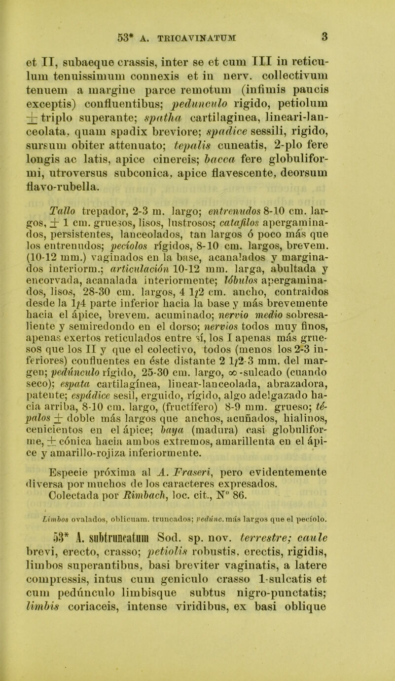 et II, siibaeque crassis, Ínter se et cum III in reticu- liim tenuissiumm coniiexis et in nerv. collectivum tenuem a margine parce remotum (infimis paucis exceptis) confliientibus; pedúnculo rígido, petiolum + triplo superante; spatlia cartilagínea, lineari-lan- ceolata, quam spadix breviore; spadice sessili, rígido, sursum obiter attenuato; tepalis cuneatis, 2-plo fere longis ac latís, ápice ciñereis; hacca fere globulifor- mi, utroversus subconica, ápice flavescente, deorsum flavo-rubella. Tallo trepador, 2-3 m. largo; entreAiudosS-10 cm. \^y- gos, + 1 cm. griie30s, lisos, lustrosos; catafilos apergamina- dos, persistentes, lanceolados, tan largos ó poco más que los entreuudos; peciolos rígidos, 8-10 cm. largos, brevem. (10*12 mm.) vaginados en la base, acanalados y margina- dos interiorm.; articídación 10-12 mm. larga, abultada y encorvada, acanalada interiormente; lóbulos apergamina- dos, lisos, 28-30 cm. largos, 4 1/2 cm. ancho, contraidos desde la 1/4 parte inferior hacia la base y más brevemente hacia el ápice, brevem. acuminado; nervio medio sobresa- liente y semiredondo en el dorso; nervios todos muy finos, apenas exertos reticulados entre sí, los I apenas más grue- sos que los II y que el colectivo, todos (menos los 2-3 in- feriores) confluentes en éste distante 2 1/2-3 mm. del mar- gen; /WtmciíZo rígido, 25-30 cm. largo, oo-sulcado (cuando seco); esputa cartilagínea, linear-lanceolada, abrazadora, patente; espádice sésil, erguido, rígido, algo adelgazado ha- cia arriba, 8-10 cm. largo, (fructífero) 8-9 mm. grueso; té- palos + doble más largos que anchos, acuñados, hialinos, cenicientos en el ápice; baya (madura) casi globulifor- nie, + cónica hacia ambos extremos, amarillenta en el ápi- ce y amarillo-rojiza inferiormente. Especie próxima al A. Fraseri, pero evidentemente <liversa por muchos de los caracteres expresados. Colectada por Rimbach, loe. cit., N 86. 1 Limbos ovalados, oblicuara, truncados; pedúnc.más largos que el pecíolo. 53* A. SuMruncatuin Sod. sp. nov. terrestre; caule brevi, erecto, crasso; petioUs robiistis, erectis, rigidis, limbos superantibus, basi breviter vaginatis, a latere compiessis, intus cum geniculo crasso 1-sulcatis et cum pedúnculo Embisque subtus nigro-punctatis; limbis coriaceis, intense viridibus, ex basi oblique