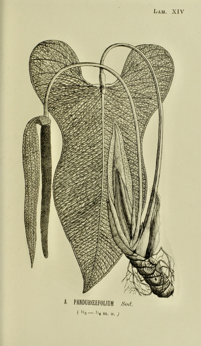 A. PANDUR(E£FOLiUM tíad. ( 'I;í — 'li m. H. J