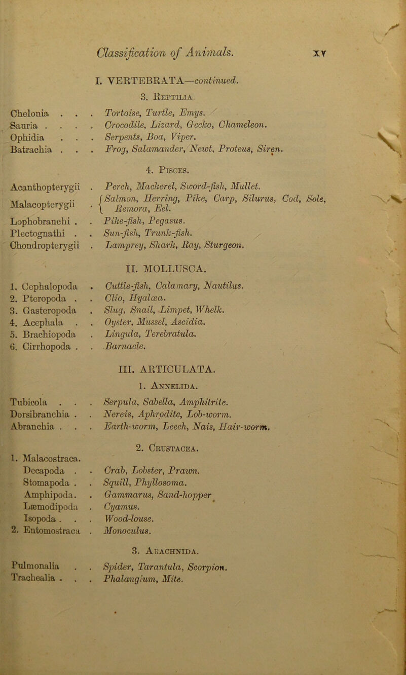 Ckelonia . Sauria . Opkidia Batrackia . Acanthopterygii Malacopterygii Lopkobranchi . Plectognatki . Chondropterygii 1. Cephalopoda 2. Pteropoda . 3. Gasteropoda 4. Acepkala . 5. Brackiopoda 6. Cirrhopoda . Tubicola . Dorsibranchia . Abranckia . 1. Malaoostraca. Decapoda . Stomapoda . Amphipoda. Lsemodipoda Isopoda . 2. Eutomostraca Pulmonalia Trackealia - . Classification of Animals. xy I. VERTEBRATA—continued. 3. Reptilia . Tortoise, Turtle, Emys. . Crocodile, Lizard, Gecko, Chameleon. . Serpents, Boa, Viper. . Frog, Salamander, Newt, Proteus, Siren. 4. Pisces. . Perch, Mackerel, Sword-fish, Mullet. (Salmon, Herring, Pike, Carp, Silurus, Cod, Sole, ' \ Femora, Eel. Pike-fish, Pegasus. . Sun-fish, Trunk-fish. . Lamprey, Shark, Fay, Sturgeon. II. MOLLUSCA. . Cuttle-fish, Calamary, Nautilus. . Clio, Hyalcea. , Slug, Snail, Limpet, Whelk. , Oyster, Mussel, Ascidia. . Lingula, Terehratula. Barnacle. III. ARTICULATA. 1. Annelida. Serpula, Sabella, Amphitrite. Nereis, Aphrodite, Lob-worm. Earth-worm, Leech, Nais, Hair-worm. 2. Crustacea. . Crab, Lobster, Prawn. . Squill, Phyllosoma. . Gammarus, Sand-hopper . Cyamus. . Wood-louse. Monoculus. 3. Aeachnida. Spider, Tarantula, Scorpion. . Phalangium, Mite.