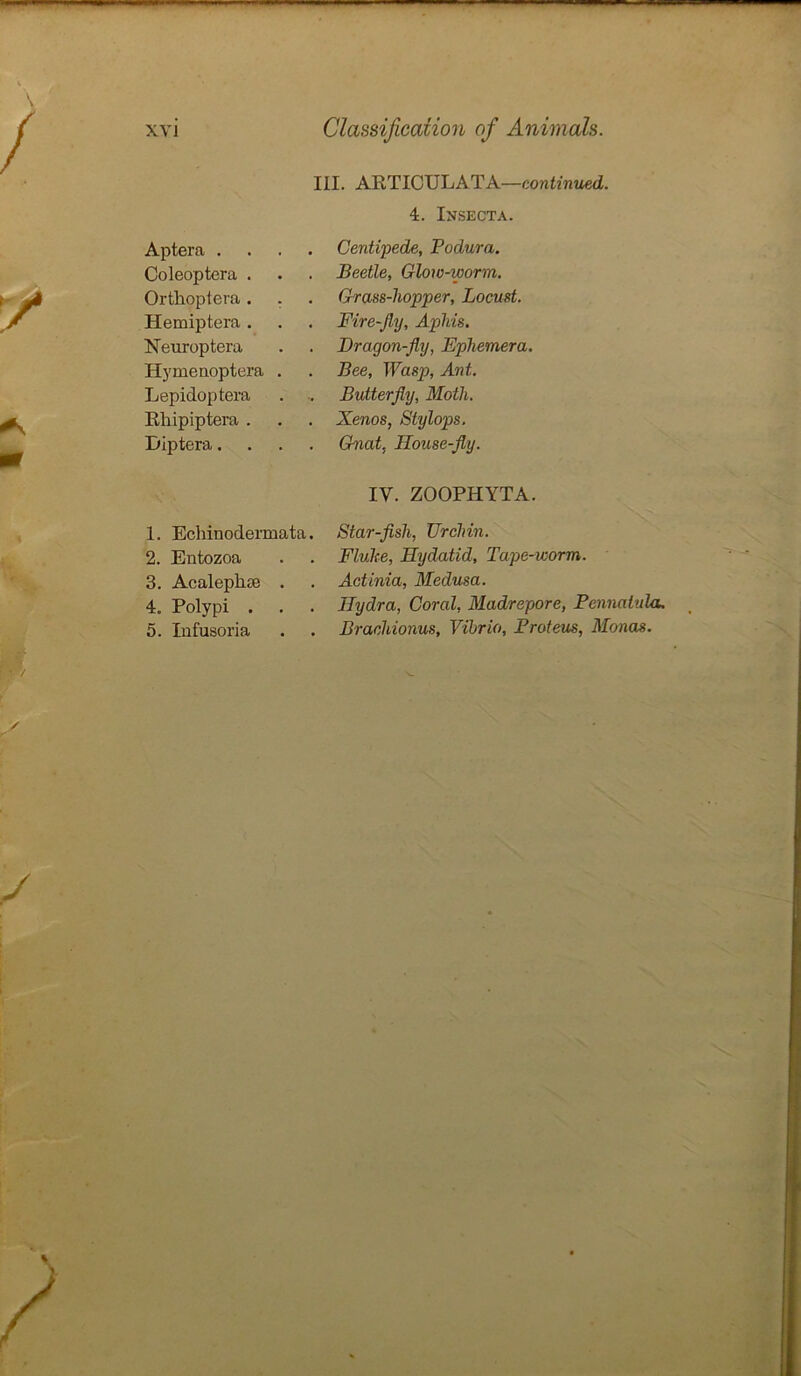 Aptera . Coleoptera . Ortlioptera . Hemiptera . Neuroptera Hymenoptera Lepidoptera Rhipiptera . Diptera. III. ARTICTJLATA—continued. 4. Insecta. . Centipede, Podura. . Beetle, Glow-worm. Grass-liopper, Locust. . Fire-Jly, Aphis. . Dragon-fly, Ephemera. Bee, Wasp, Ant. Butterfly, Moth. . Xenos, Stylops. . Gnat, Hoitse-fly. IV. ZOOPHYTA. 1. Echinodermata. Star-fish, Urchin. 2. Entozoa . . Fluke, Hydatid, Tape-worm. 3. Acaleplite . . Actinia, Medusa. 4. Polypi . . . Hydra, Cored, Madrepore, Pennalula. 5. Infusoria . . Braehionus, Vibrio, Proteus, Monas.