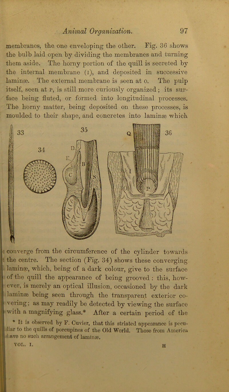 membranes, the one enveloping the other. Fig. 36 shows the bulb laid open by dividing the membranes and turning them aside. The horny portion of the quill is secreted by the internal membrane (i), and deposited in successive laminae The external membrane is seen at o. The pulp itself, seen at p, is still more curiously organized; its sur- face being fluted, or formed into longitudinal processes. The horny matter, being deposited on these processes, is moulded to their shape, and concretes into laminas which converge from the circumference of the cylinder towards t the centre. The section (Fig. 34) shows these converging laminae, which, being of a dark colour, give to the surface of the quill the appearance of being grooved : this, how- ever, is merely an optical illusion, occasioned by the dark laminae being seen through the transparent exterior co- vering; as may readily be detected by viewing the surface with a magnifying glass.'* After a certain period of the * It is observed by F. Cuvier, that this striated appearance is pecu- liar to the quilLs of porcupines of the Old World. Those from America iave no such arrangement of lamime. VOL. I. II