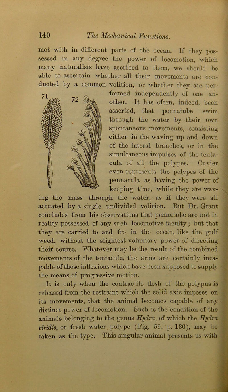 met with in different parts of the ocean. If they pos- sessed in any degree the power of locomotion, which many naturalists have ascribed to them, we should be able to ascertain whether all their movements are con- ducted by a common volition, or whether they are per- formed independently of one an- other. It has often, indeed, been asserted, that pennatulae swim through the water by their own spontaneous movements, consisting either in the waving up and down of the lateral branches, or in the simultaneous impulses of the tenta- cula of all the polypes. Cuvier even represents the polypes of the pennatula as having the power of keeping time, while they are wav- ing the mass through the water, as if they were all actuated by a single undivided volition. But Dr. Grant concludes from his observations that pennatulse are not in reality possessed of any such locomotive faculty; but that they are carried to and fro in the ocean, like the gulf weed, without the slightest voluntary power of directing their course. Whatever may be the result of the combined movements of the tentacula, the arms are certainly inca- pable of those inflexions which have been supposed to supply the means of progressive motion. It is only when the contractile flesh of the polypus is released from the restraint which the solid axis imposes on its movements, that the annual becomes capable of any distinct power of locomotion. Such is the condition of the animals belonging to the genus Hydra, of which the Hydra viridis, or fresh water , polype (Fig. 59, p. 130), may be taken as the type. This singular animal presents us with