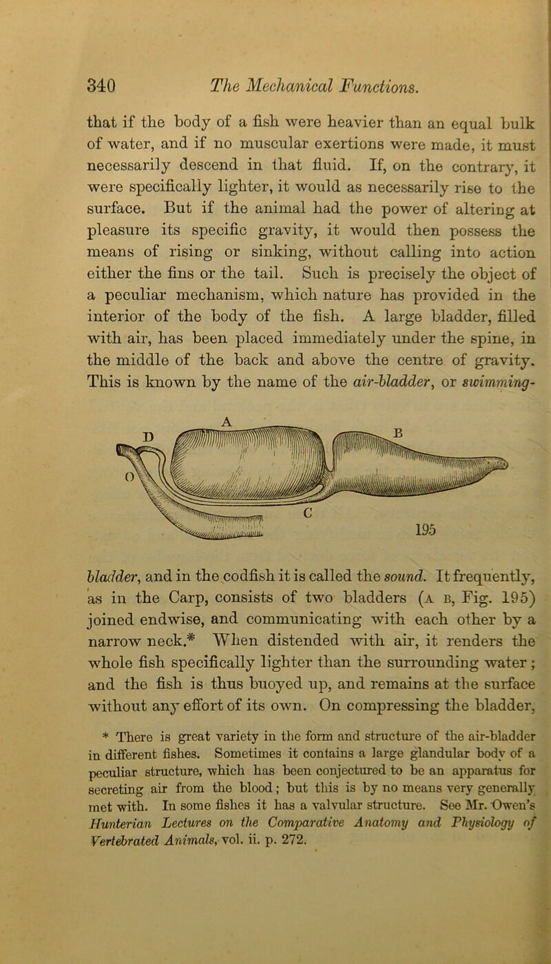 that if the body of a fish were heavier than an equal bulk of water, and if no muscular exertions were made, it must necessarily descend in that fluid. If, on the contrary, it were specifically lighter, it would as necessarily rise to the surface. But if the animal had the power of altering at pleasure its specific gravity, it would then possess the means of rising or sinking, without calling into action either the fins or the tail. Such is precisely the object of a peculiar mechanism, which nature has provided in the interior of the body of the fish. A large bladder, filled with air, has been placed immediately under the spine, in the middle of the back and above the centre of gravity. This is known by the name of the air-bladder, or swimming- bladder, and in the codfish it is called the sound. It frequently, as in the Carp, consists of two bladders (a b, Fig. 195) joined endwise, and communicating with each other by a narrow neck.* When distended with air, it renders the whole fish specifically lighter than the surrounding water ; and the fish is thus buoyed up, and remains at the surface without any effort of its own. On compressing the bladder, * There is great variety in the form and structure of the air-bladder in different fishes. Sometimes it contains a large glandular body of a peculiar structure, which has been conjectured to be an apparatus for secreting air from the blood; but this is by no means very generally met with. In some fishes it has a valvular structure. See Mr. Owen’s Hunterian Lectures on the Comparative Anatomy and Physiology of Vertebrated Animals, vol. ii. p. 272.