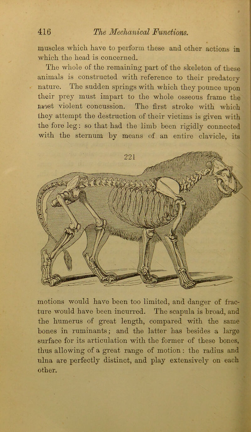 muscles which have to perforin these and other actions in which tho head is concerned. The whole of the remaining part of the skeleton of these animals is constructed with reference to their predatorv nature. The sudden springs with which they pounce upon their prey must impart to the whole osseous frame the most violent concussion. The first stroke with which they attempt the destruction of their victims is given with the fore leg: so that had the limb been rigidly connected with the sternum by means of an entire clavicle, its motions would have been too limited, and danger of frac- ture would have been incurred. The scapula is broad, and the humerus of great length, compared with the same bones in ruminants; and the latter has besides a large surface for its articulation with the former of these bones, thus allowing of a great range of motion: the radius and ulna are perfectly distinct, and play extensively on each other.