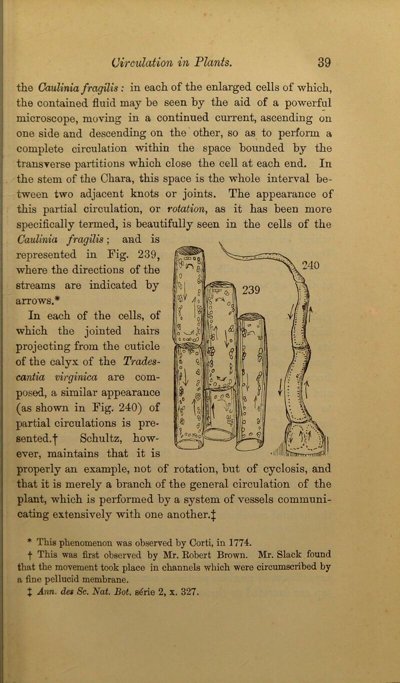 the Caulinia fragilis: in each of the enlarged cells of which, the contained fluid may be seen by the aid of a powerful microscope, moving in a continued current, ascending on one side and descending on the other, so as to perform a complete circulation within the space bounded by the transverse partitions which close the cell at each end. In the stem of the Chara, this space is the whole interval be- tween two adjacent knots or joints. The appearance of this partial circulation, or rotation, as it has been more specifically termed, is beautifully seen in the cells of the Caulinia fragilis; and is represented in Fig. 239, where the directions of the streams are indicated by arrows.* In each of the cells, of which the jointed hairs projecting from the cuticle of the calyx of the Trades- cantia virginica are com- a similar appearance (as shown in Fig. 240) of circulations is pre- sented.j Schultz, how- ever, maintains that it is properly an example, not of rotation, but of cyclosis, and that it is merely a branch of the general circulation of the plant, which is performed by a system of vessels communi- cating extensively with one another.^ * This phenomenon was observed by Corti, in 1774. t This was first observed by Mr. Robert Brown. Mr. Slack found that the movement took place in channels which were circumscribed by a fine pellucid membrane. X Ann. des Sc. Nat. Bot. s^rie 2, x. 327.