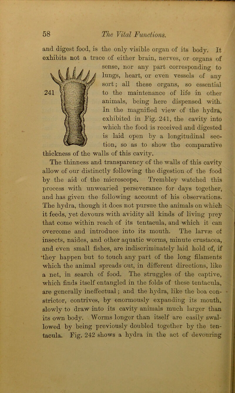 241 and digest food, is the only visible organ of its body. It exhibits not a trace of either brain, nerves, or organs of sense, nor any part corresponding to lungs, heart, or even vessels of any sort; all these organs, so essential to the maintenance of life in other animals, being here dispensed with. In the magnified view of the hydra, exhibited in Fig. 241, the cavity into which the food is received and digested is laid open by a longitudinal sec- tion, so as to show the comparative thickness of the walls of this cavity. The thinness and transparency of the walls of this cavity allow of our distinctly following the digestion of the food by the aid of the microscope. Trembley watched this process with unwearied perseverance for days together, and has given the following account of his observations. The hydra, though it does not pursue the animals on which it feeds, yet devours with avidity all kinds of living prey that come within reach of its tentacula, and which it can overcome and introduce into its mouth. The larvae of insects, naides, and other aquatic worms, minute Crustacea, and even small fishes, are indiscriminately laid hold of, if •they happen but to touch any part of the long filaments which the animal spreads out, in different directions, like a net, in search of food. The struggles of the captive, which finds itself entangled in the folds of these tentacula, are generally ineffectual; and the hydra, like the boa con- strictor, contrives, by enormously expanding its mouth, slowly to draw into its cavity animals much larger than its own body. Worms longer than itself are easily swal- lowed by being previously doubled together by the ten- tacula. Fig. 242 shows a hydra in the act of devouring