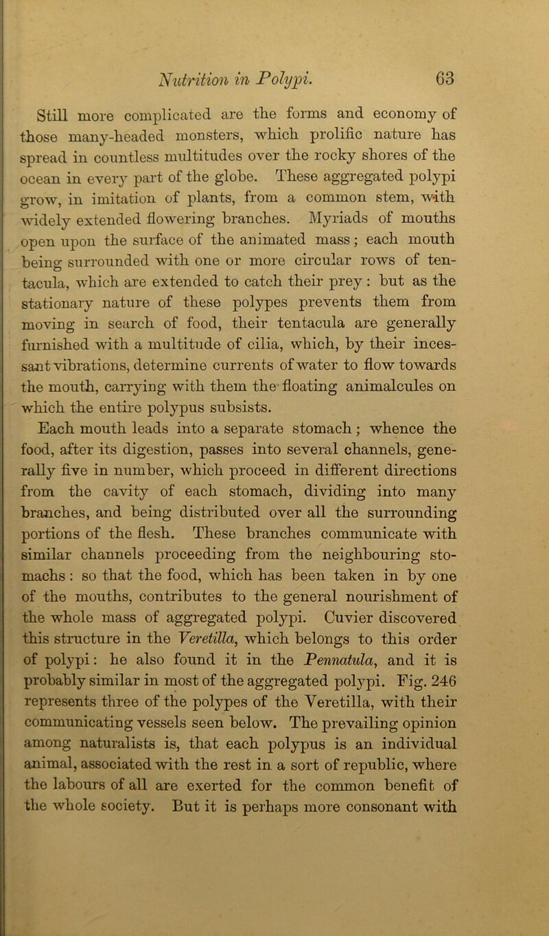 Still more complicated are the forms and economy of those many-headed monsters, which prolific nature has spread in countless multitudes over the rocky shores of the ocean in every part of the globe. These aggregated polypi grow, in imitation of plants, from a common stem, with widely extended flowering branches. Myriads of mouths open upon the surface of the animated mass; each mouth being surrounded with one or more circular rows of ten- tacula, which are extended to catch their prey: but as the stationary nature of these polypes prevents them from moving in search of food, their tentacula are generally furnished with a multitude of cilia, which, by their inces- sant vibrations, determine currents of water to flow towards the mouth, carrying with them the floating animalcules on which the entire polypus subsists. Each mouth leads into a separate stomach; whence the food, after its digestion, passes into several channels, gene- rally five in number, which proceed in different directions from the cavity of each stomach, dividing into many branches, and being distributed over all the surrounding portions of the flesh. These branches communicate with similar channels proceeding from the neighbouring sto- machs : so that the food, which has been taken in by one of the mouths, contributes to the general nourishment of the whole mass of aggregated polypi. Cuvier discovered this structure in the Veretilla, which belongs to this order of polypi: he also found it in the Pennatula, and it is probably similar in most of the aggregated polypi. Fig. 246 represents three of the polypes of the Veretilla, with their communicating vessels seen below. The prevailing opinion among naturalists is, that each polypus is an individual animal, associated with the rest in a sort of republic, where the labours of all are exerted for the common benefit of the whole society. But it is perhaps more consonant with