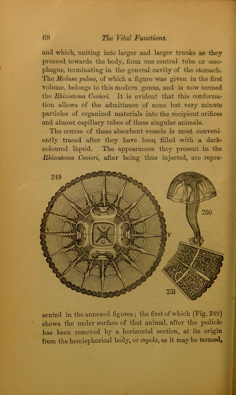 and which, uniting into larger and larger trunks as they proceed towards the body, form one central tube or oeso- phagus, terminating in the general cavity of the stomach. The Medusa pulmo, of which a figure was given in the first volume, belongs to this modern genus, and is now termed the Bhizostoma Guvieri. It is evident that this conforma- tion allows of the admittance of none but very minute particles of organized materials into the recipient orifices and almost capillary tubes of these singular animals. The course of these absorbent vessels is most conveni- ently traced after they have beep filled with a dark- coloured liquid. The appearances they present in the Bhizostoma Guvieri, after being thus injected, are repre- sented in the annexed figures ; the first of which (Fig. 249) shows the under surface of that animal, after the pedicle has been removed by a horizontal section, at its origin from the hemispherical body, or cupola, as it may be termed,