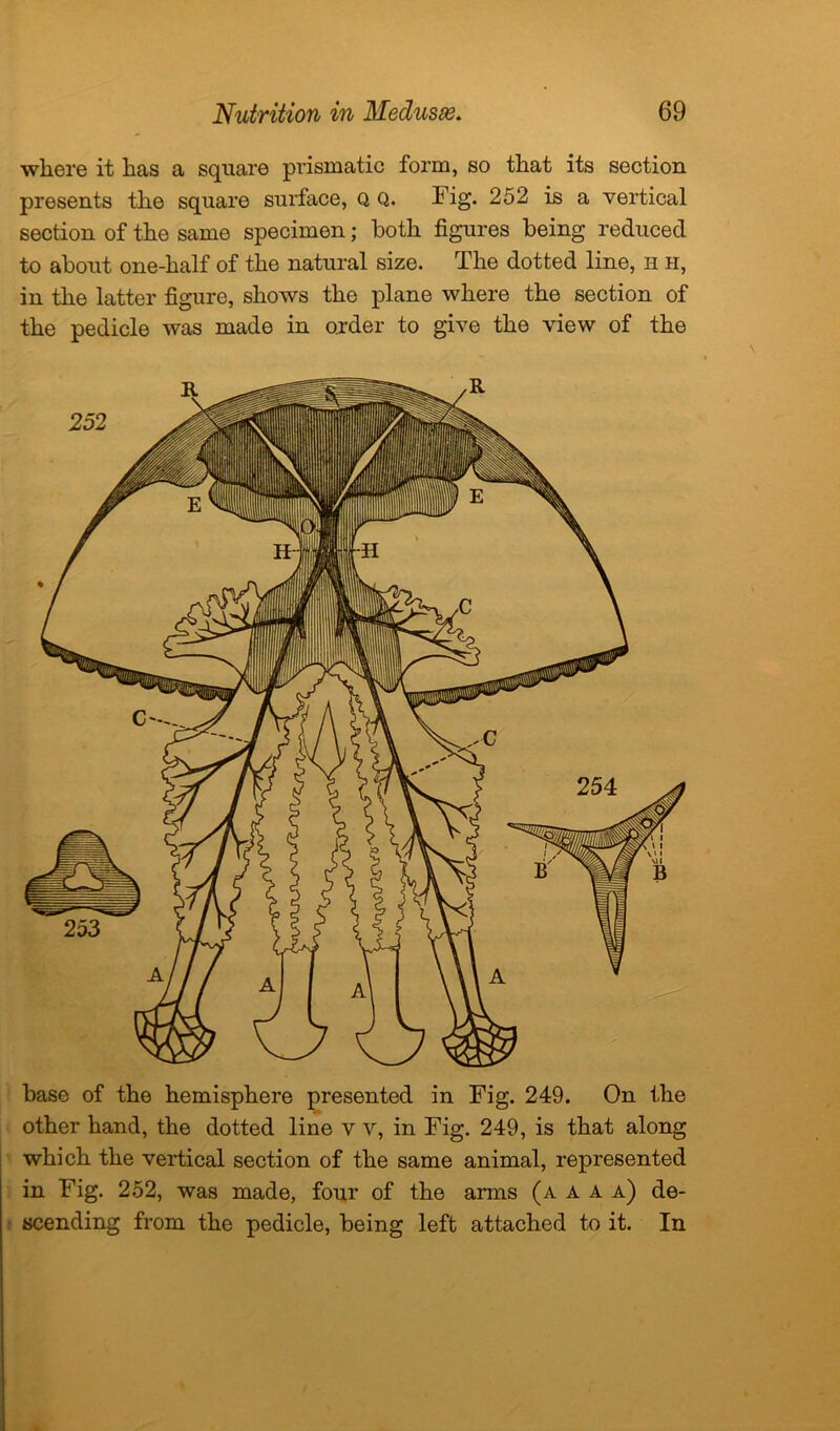 where it has a square prismatic form, so that its section presents the square surface, Q Q. Fig. 252 is a vertical section of the same specimen; both figures being reduced to about one-half of the natural size. The dotted line, h h, in the latter figure, shows the plane where the section of the pedicle was made in order to give the view of the base of the hemisphere presented in Fig. 249. On the other hand, the dotted line v v, in Fig. 249, is that along which the vertical section of the same animal, represented in Fig. 252, was made, four of the arms (a a a a) de- scending from the pedicle, being left attached to it. In