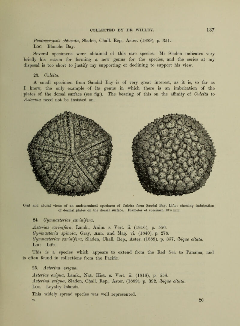 Pentaceropsis obtusata, Sladen, Chall. Rep., Aster. (1889), p. 351. Loc. Blanche Bay. Several specimens were obtained of this rare species. Mr Sladen indicates very briefly his reason for forming a new genus for the species, and the series at my disposal is too short to justify my supporting or declining to support his view. 23. Gulcita. A small specimen from Sandal Bay is of very great interest, as it is, so far as I know, the only example of its genus in which there is an imbrication of the plates of the dorsal surface (see fig.). The bearing of this on the affinity of Gulcita to Asterina need not be insisted on. Oral and aboral views of an undetermined specimen of Culcita from Sandal Bay, Lifu; showing imbrication of dermal plates on the dorsal surface. Diameter of specimen 13'5 mm. 24. Gymnasterias carinifera. Asterias carinifera, Lamk., Anim. s. Vert. ii. (1816), p. 556. Gymnasteria spinosa, Gray, Ann. and Mag. vi. (1840), p. 278. Gymnasterias carinifera, Sladen, Chall. Rep., Aster. (1889), p. 357, ibique citata. Loc. Lifu. This is a species which appears to extend from the Red Sea to Panama, and is often found in collections from the Pacific. 25. Asterina exigua. Asterias exigua, Lamk., Nat. Hist. s. Vert. ii. (1816), p. 554. Asterina exigua, Sladen, Chall. Rep., Aster. (1889), p. 392, ibique citata. Loc. Loyalty Islands. This widely spread species was well represented, w. 20