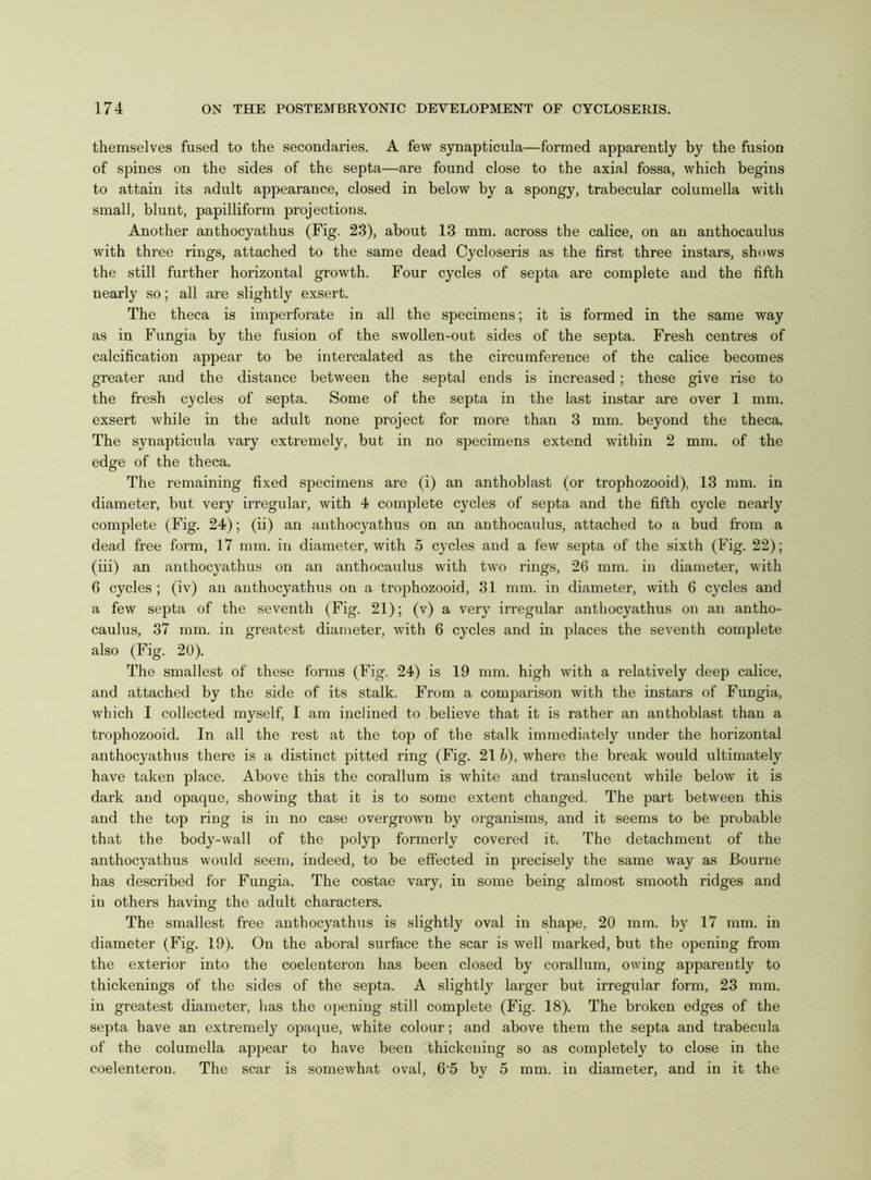 themselves fused to the secondaries. A few synapticula—formed apparently by the fusion of spines on the sides of the septa—are found close to the axial fossa, which begins to attain its adult appearance, closed in below by a spongy, trabecular columella with small, blunt, papilliform projections. Another anthocyathus (Fig. 23), about 13 mm. across the calice, on an anthocaulus with three rings, attached to the same dead Cycloseris as the first three instars, shows the still further horizontal growth. Four cycles of septa are complete and the fifth nearly so; all are slightly exsert. The theca is imperforate in all the specimens; it is formed in the same way as in Fungia by the fusion of the swollen-out sides of the septa. Fresh centres of calcification appear to be intercalated as the circumference of the calice becomes greater and the distance between the septal ends is increased; these give rise to the fresh cycles of septa. Some of the septa in the last instar are over 1 mm. exsert while in the adult none project for more than 3 mm. beyond the theca. The synapticula vary extremely, but in no specimens extend within 2 mm. of the edge of the theca. The remaining fixed specimens are (i) an anthoblast (or trophozooid), 13 mm. in diameter, but very irregular, with 4 complete cycles of septa and the fifth cycle nearly complete (Fig. 24); (ii) an anthocyathus on an anthocaulus, attached to a bud from a dead free form, 17 mm. in diameter, with 5 cycles and a few septa of the sixth (Fig. 22); (iii) an anthocyathus on an anthocaulus with two rings, 26 mm. in diameter, with 6 cycles ; (iv) an anthocyathus on a trophozooid, 31 mm. in diameter, with 6 cycles and a few septa of the seventh (Fig. 21); (v) a very irregular anthocyathus on an antho- caulus, 37 mm. in greatest diameter, with 6 cycles and in places the seventh complete also (Fig. 20). The smallest of these forms (Fig. 24) is 19 mm. high with a relatively deep calice, and attached by the side of its stalk. From a comparison with the instars of Fungia, which I collected myself, I am inclined to believe that it is rather an anthoblast than a trophozooid. In all the rest at the top of the stalk immediately under the horizontal anthocyathus there is a distinct pitted ring (Fig. 21 b), where the break would ultimately have taken place. Above this the corallum is white and translucent while below it is dark and opaque, showing that it is to some extent changed. The part between this and the top ring is in no case overgrown by organisms, and it seems to be probable that the body-wall of the polyp formerly covered it. The detachment of the anthocyathus would seem, indeed, to be effected in precisely the same way as Bourne has described for Fungia. The costae vary, in some being almost smooth ridges and iu others having the adult characters. The smallest free anthocyathus is slightly oval in shape, 20 mm. by 17 mm. in diameter (Fig. 19). On the aboral surface the scar is well marked, but the opening from the exterior into the coelenteron has been closed by corallum, owing apparently to thickenings of the sides of the septa. A slightly larger but irregular form, 23 mm. in greatest diameter, has the opening still complete (Fig. 18). The broken edges of the septa have an extremely opaque, white colour; and above them the septa and trabecula of the columella appear to have been thickening so as completely to close in the coelenteron. The scar is somewhat oval, 6'5 by 5 mm. in diameter, and in it the