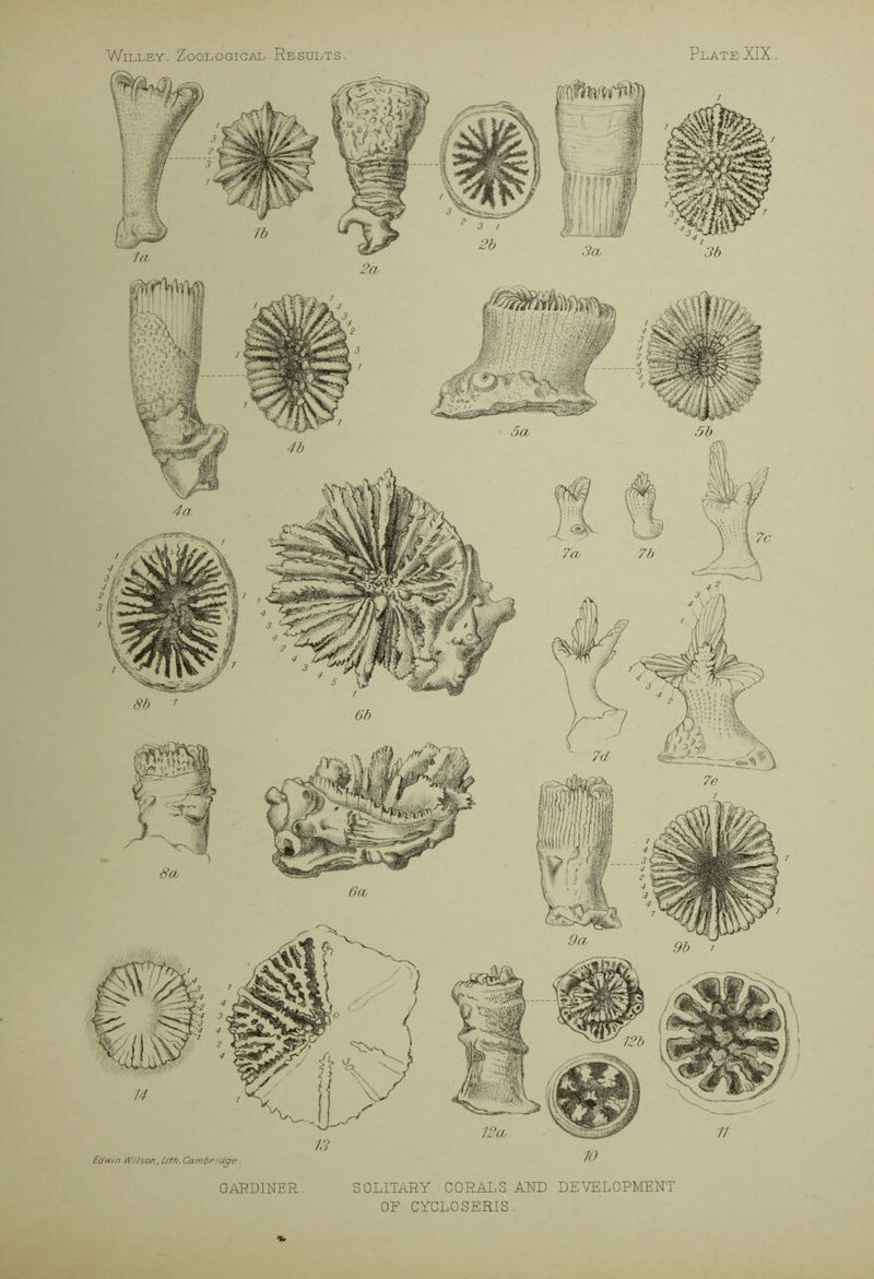 Willey. Zoological Results . Plate XIX. GARDINER. SOLITARY CORALS AND DEVELOPMENT OF CYCLOSERIS.