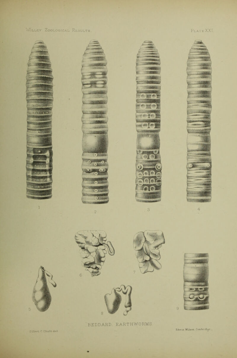 Willey Zoological Results. Plate XXL BEDDARD. EARTHWORMS Gilbert C. Chubb del. Edwm Wilson Cambridge..