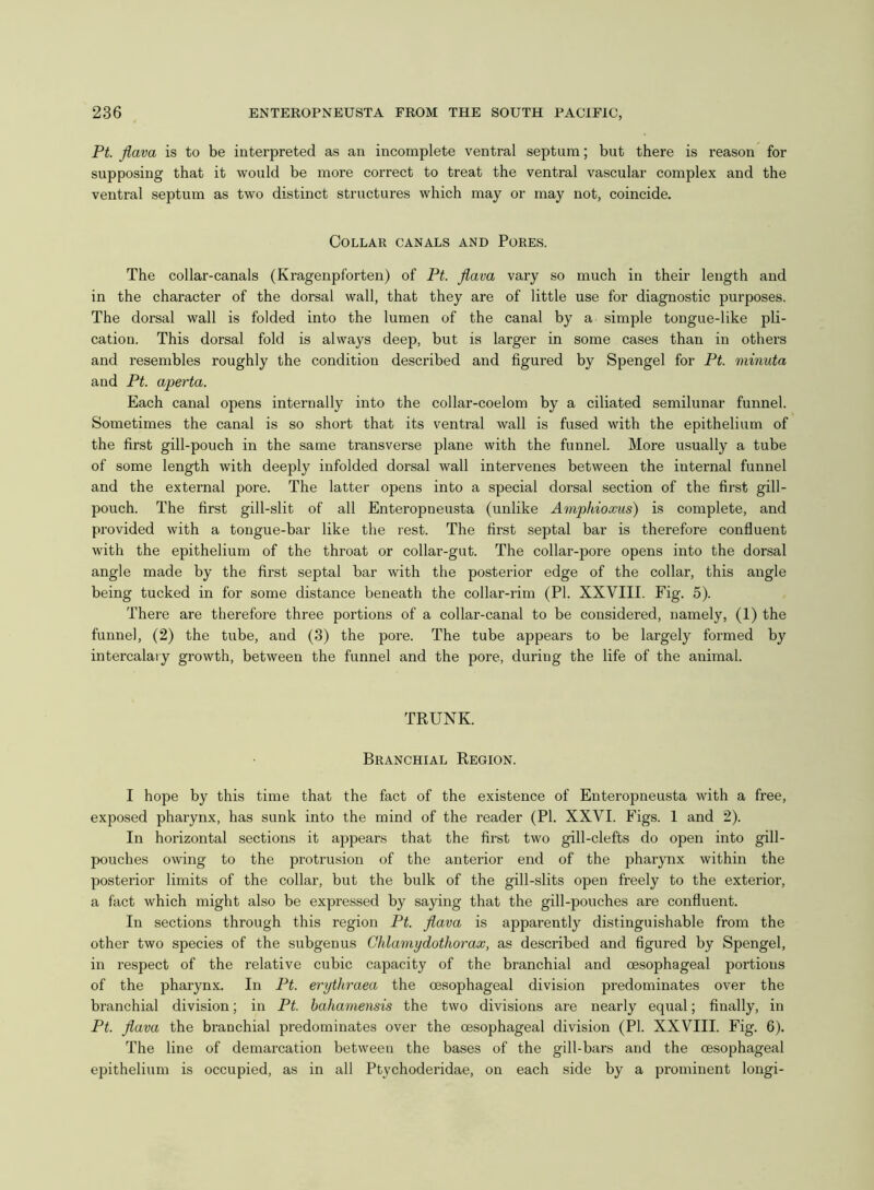 Pt. flava is to be interpreted as an incomplete ventral septum; but there is reason for supposing that it would be more correct to treat the ventral vascular complex and the ventral septum as two distinct structures which may or may not, coincide. Collar canals and Pores. The collar-canals (Kragenpforten) of Pt. flava vary so much in their length and in the character of the dorsal wall, that they are of little use for diagnostic purposes. The dorsal wall is folded into the lumen of the canal by a simple tongue-like pli- cation. This dorsal fold is always deep, but is larger in some cases than in others and resembles roughly the condition described and figured by Spengel for Pt. minuta and Pt. aperta. Each canal opens internally into the collar-coelom by a ciliated semilunar funnel. Sometimes the canal is so short that its ventral wall is fused with the epithelium of the first gill-pouch in the same transverse plane with the funnel. More usually a tube of some length with deeply infolded dorsal wall intervenes between the internal funnel and the external pore. The latter opens into a special dorsal section of the first gill- pouch. The first gill-slit of all Enteropneusta (unlike Aviphioxus) is complete, and provided with a tongue-bar like the rest. The first septal bar is therefore confluent with the epithelium of the throat or collar-gut. The collar-pore opens into the dorsal angle made by the first septal bar with the posterior edge of the collar, this angle being tucked in for some distance beneath the collar-rim (PL XXVIII. Fig. 5). There are therefore three portions of a collar-canal to be considered, namely, (1) the funnel, (2) the tube, and (3) the pore. The tube appears to be largely formed by intercalary growth, between the funnel and the pore, during the life of the animal. TRUNK. Branchial Region. I hope by this time that the fact of the existence of Enteropneusta with a free, exposed pharynx, has sunk into the mind of the reader (PL XXVI. Figs. 1 and 2). In horizontal sections it appears that the first two gill-clefts do open into gill- pouches owing to the protrusion of the anterior end of the pharynx within the posterior limits of the collar, but the bulk of the gill-slits open freely to the exterior, a fact which might also be expressed by saying that the gill-pouches are confluent. In sections through this region Pt. flava is apparently distinguishable from the other two species of the subgenus Chlamydothorax, as described and figured by Spengel, in respect of the relative cubic capacity of the branchial and oesophageal portions of the pharynx. In Pt. erythraea the oesophageal division predominates over the branchial division; in Pt. bahamensis the two divisions are nearly equal; finally, in Pt. flava the branchial predominates over the oesophageal division (PL XXVIII. Fig. 6). The line of demarcation between the bases of the gill-bars and the oesophageal epithelium is occupied, as in all Ptychoderidae, on each side by a prominent longi-
